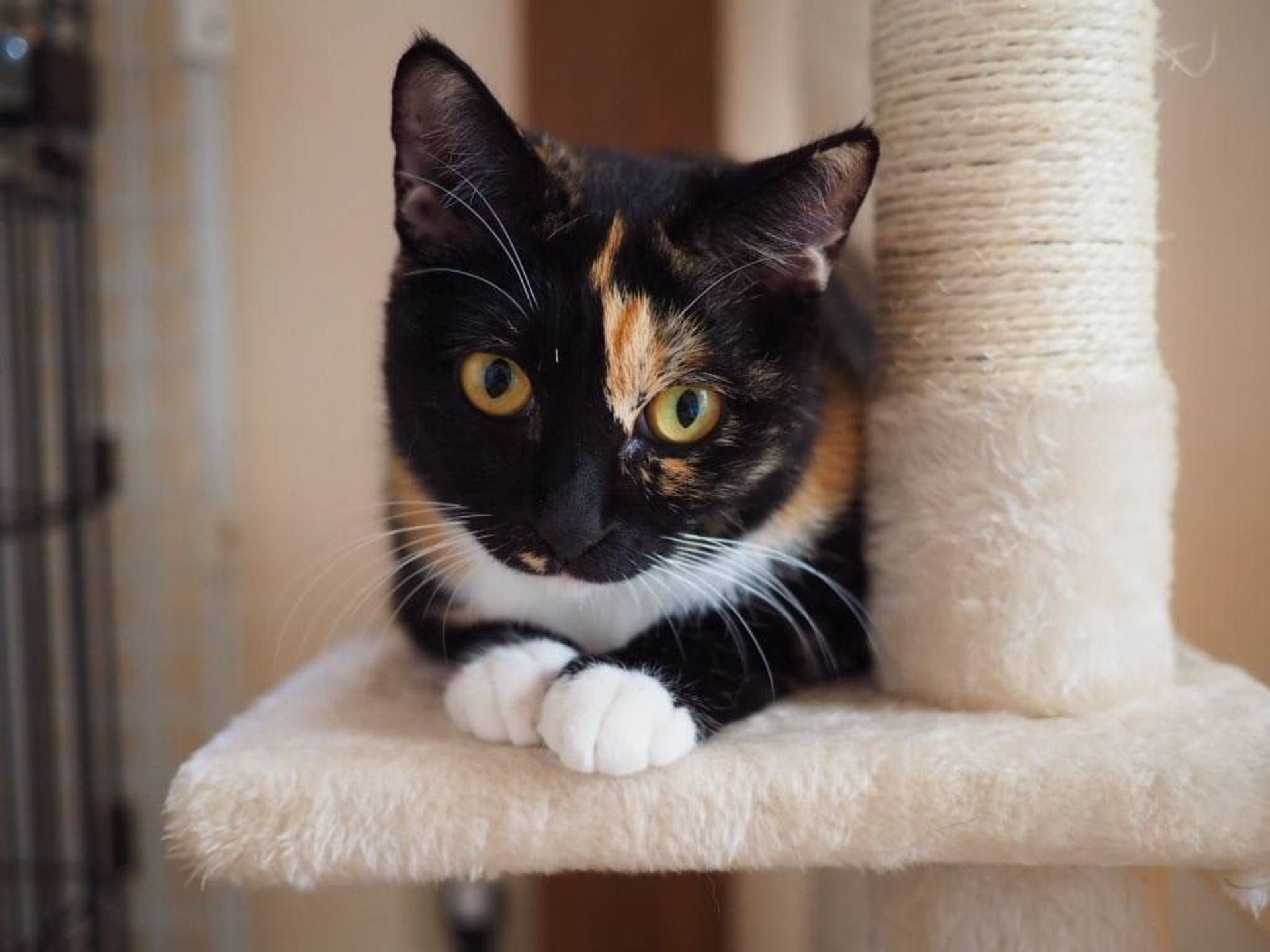 雑種（ミックス猫）・メスの里親募集の写真