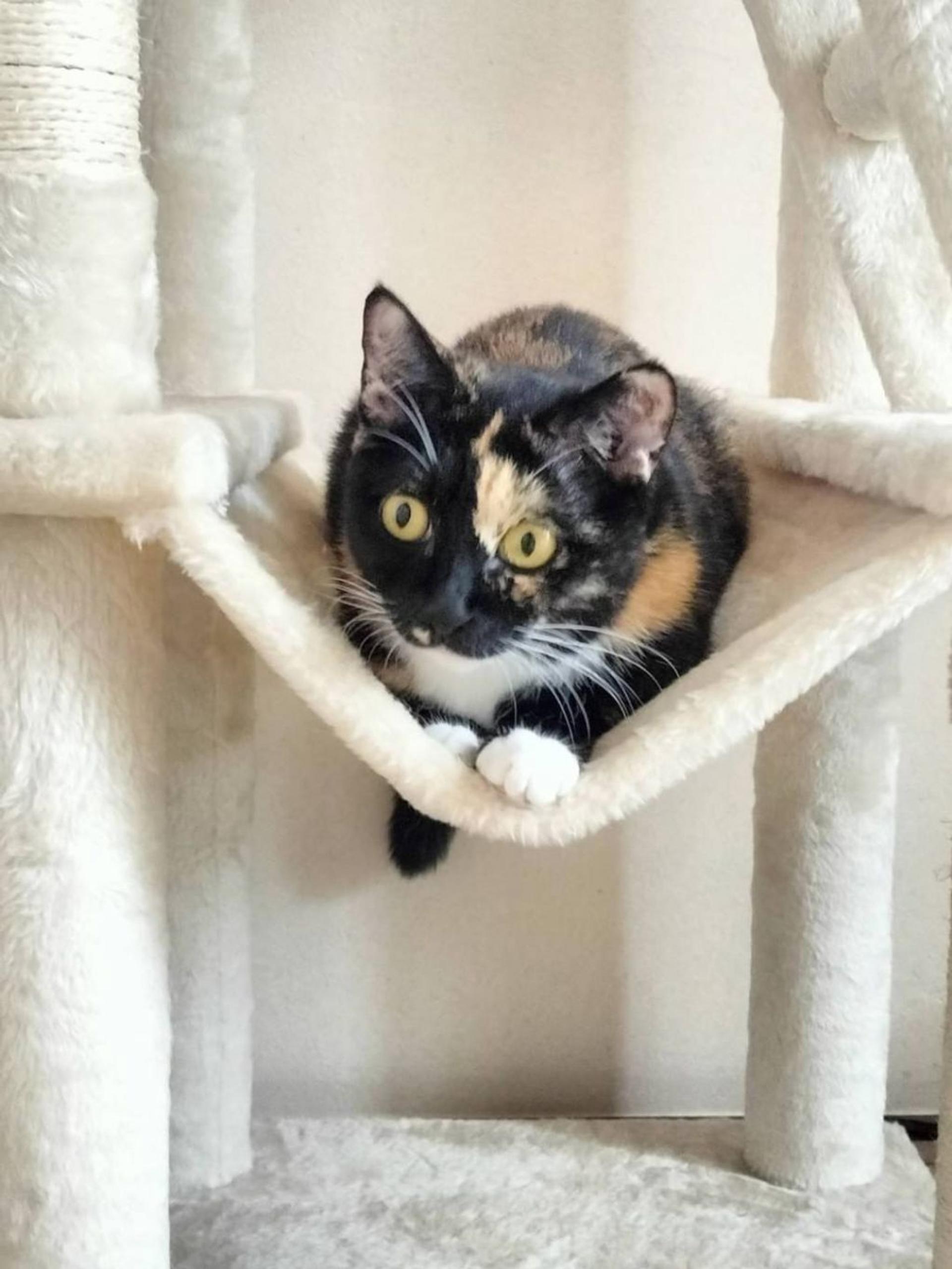 pet-image-2