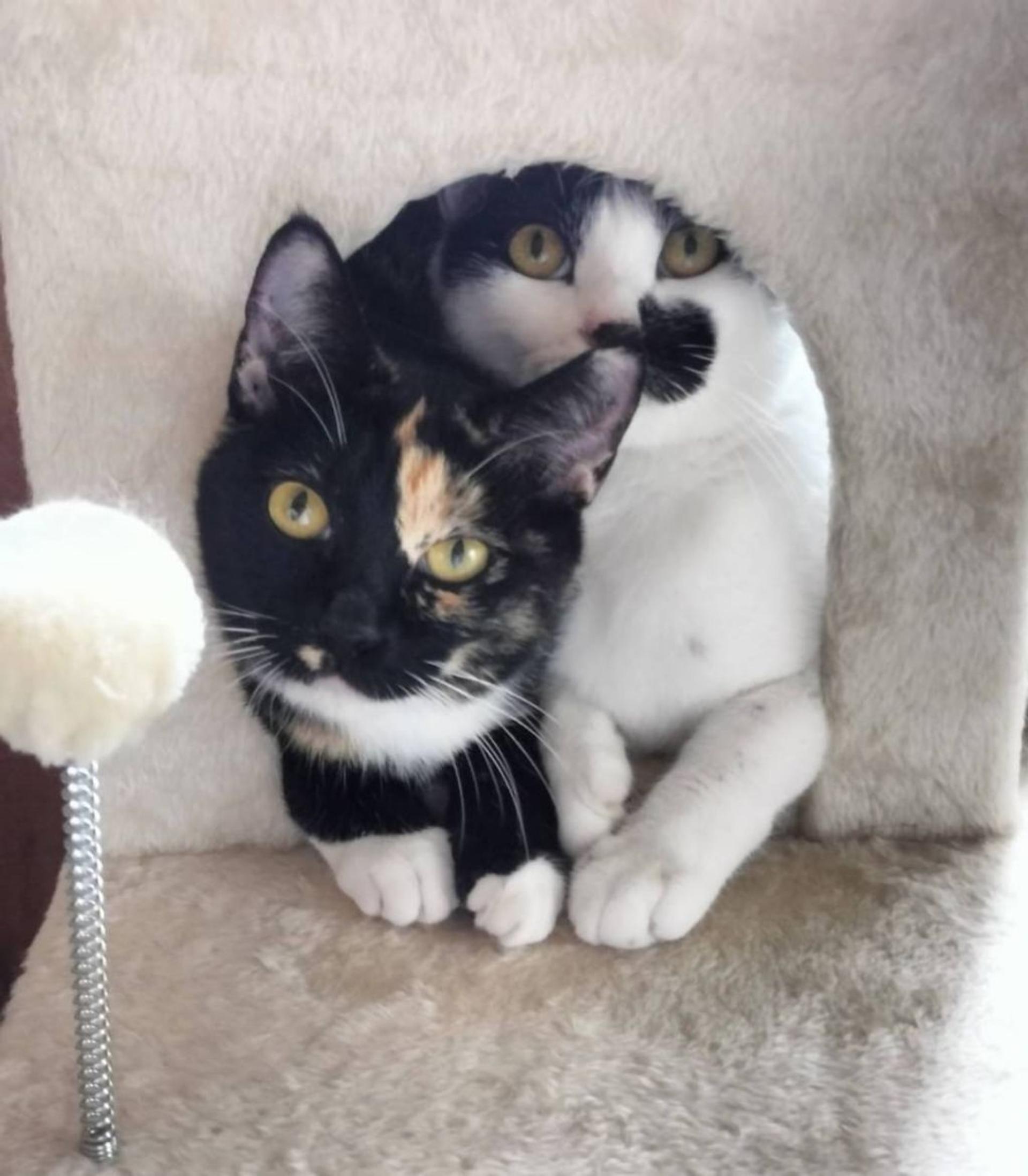 pet-image-4