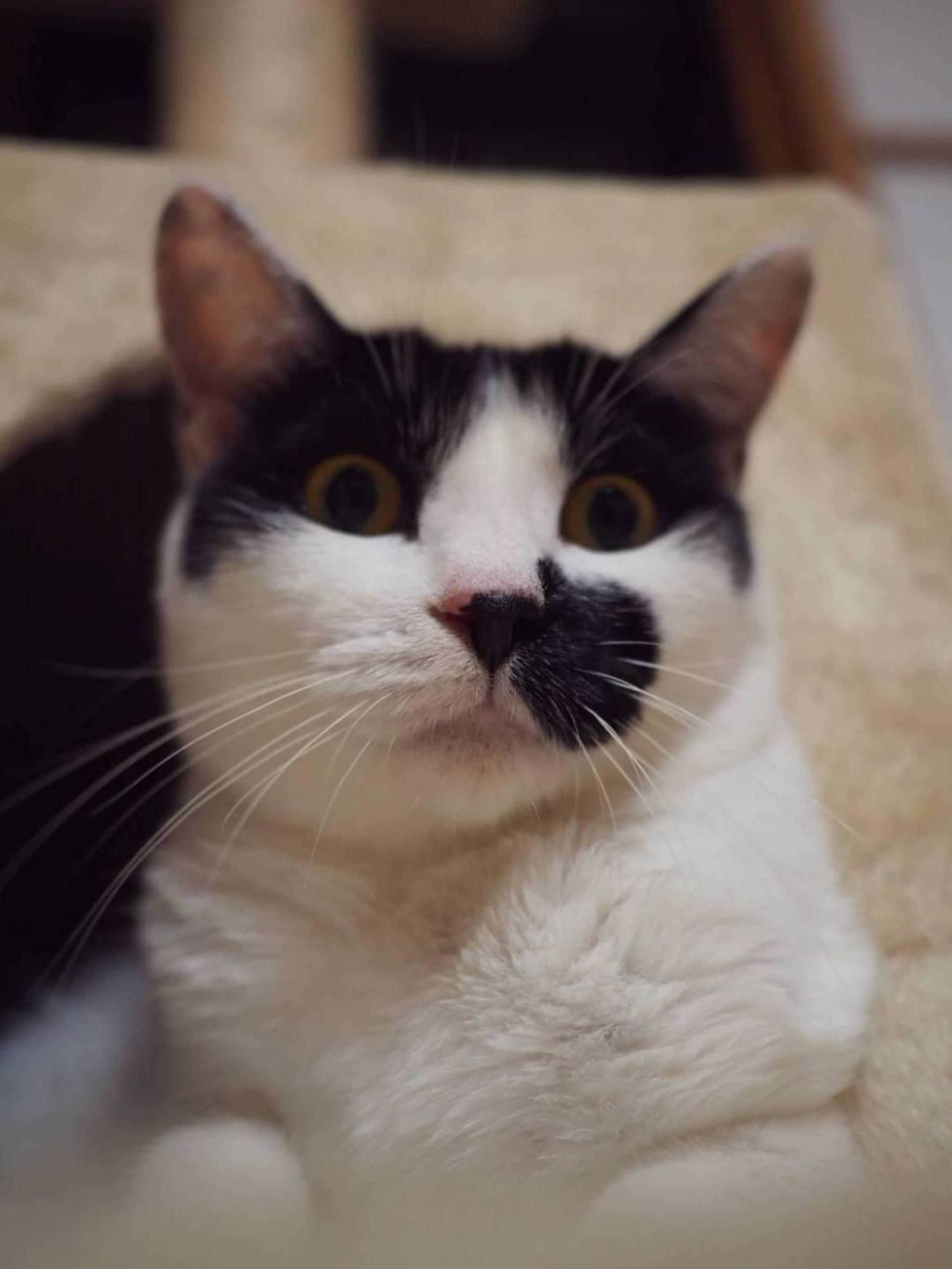 pet-image-2