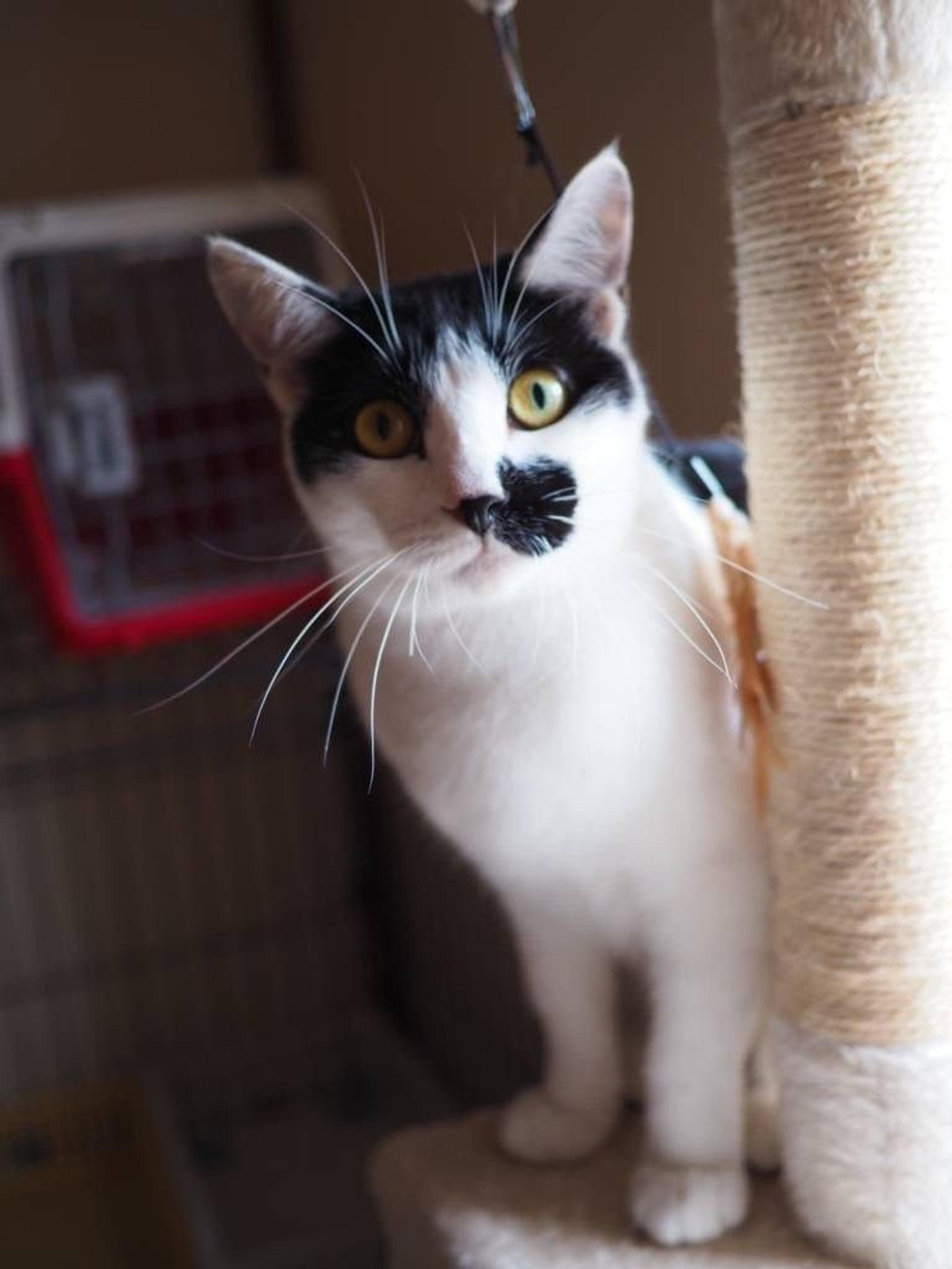 pet-image-3