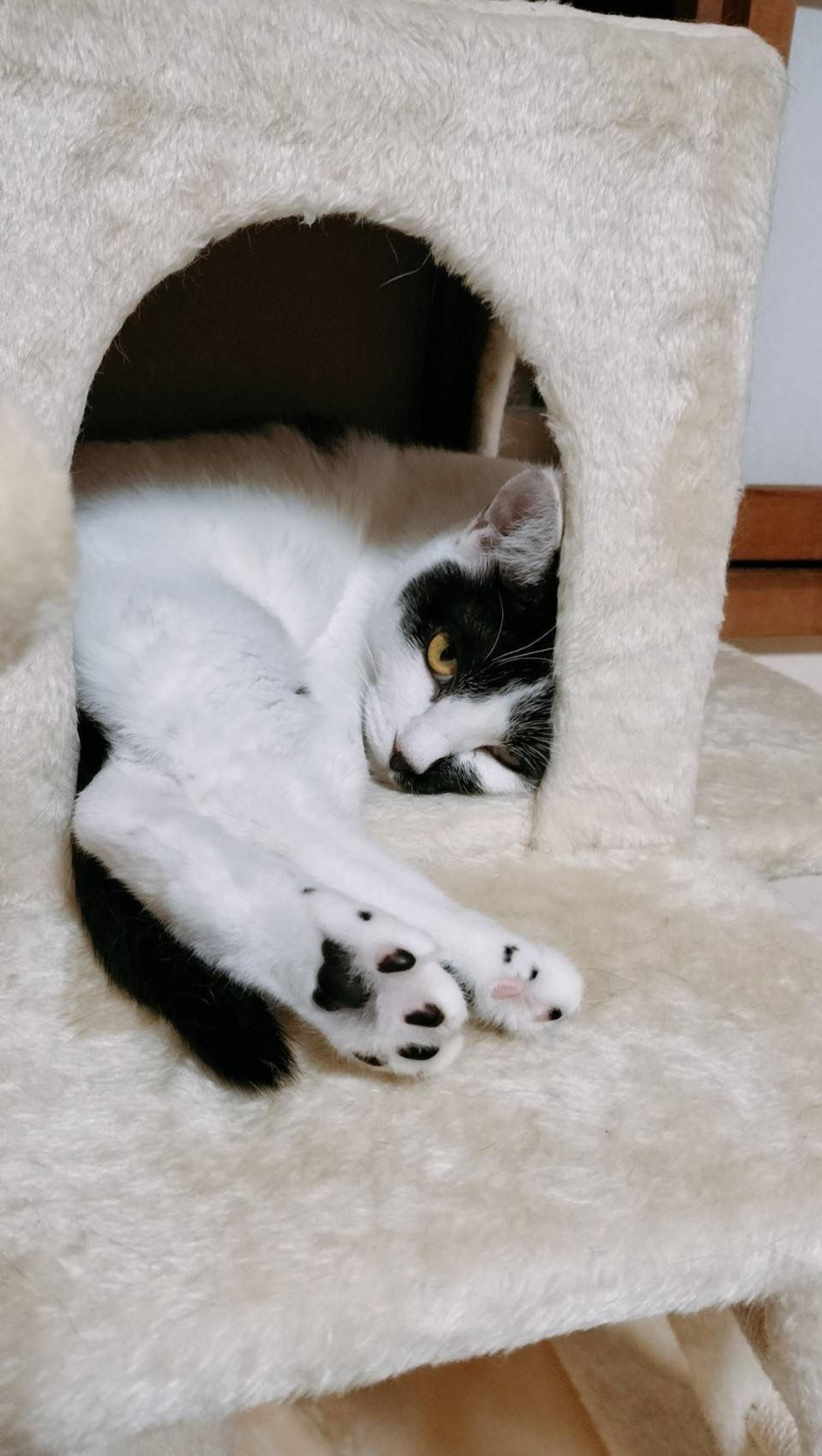 pet-image-4