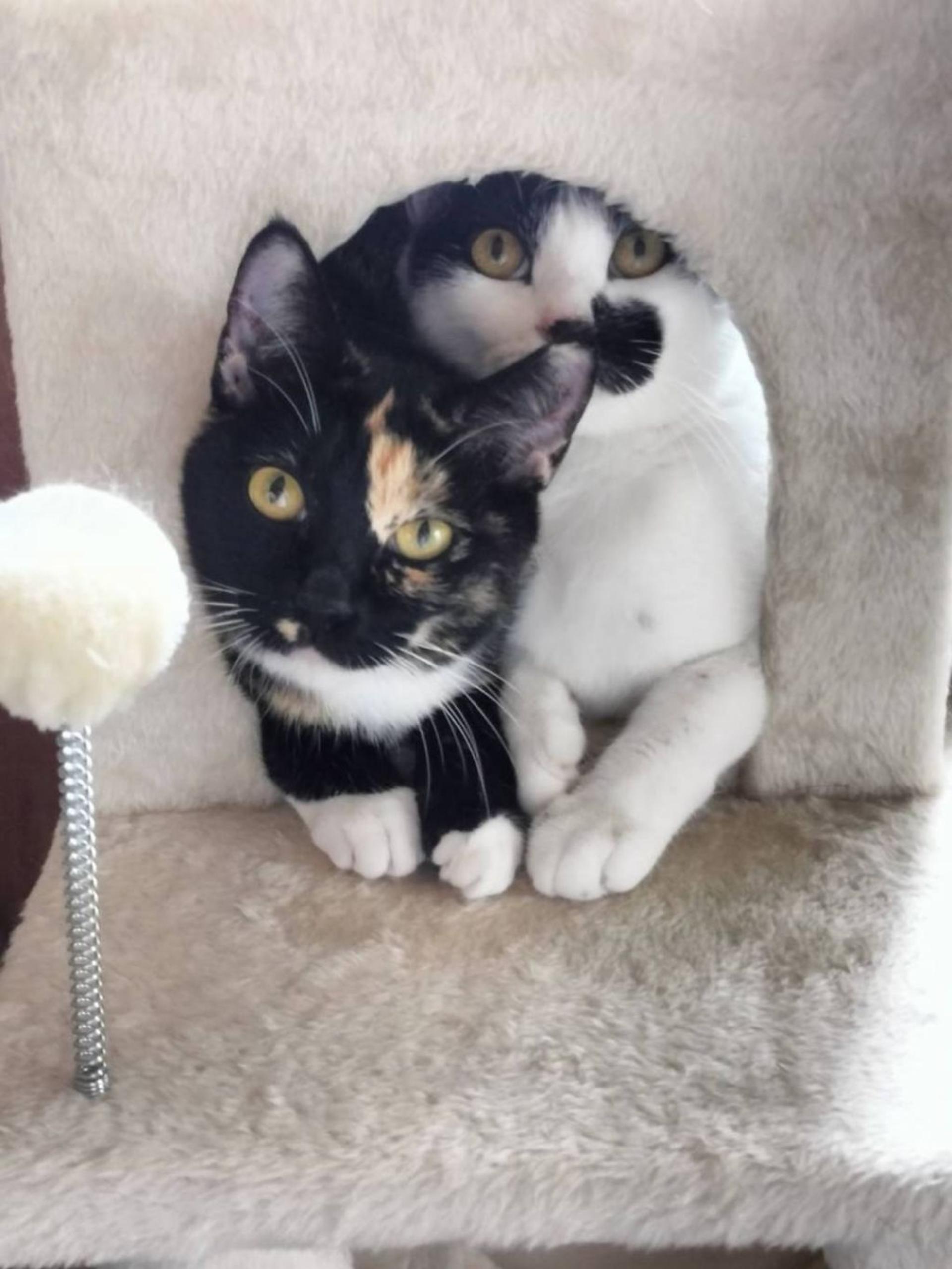 pet-image-5
