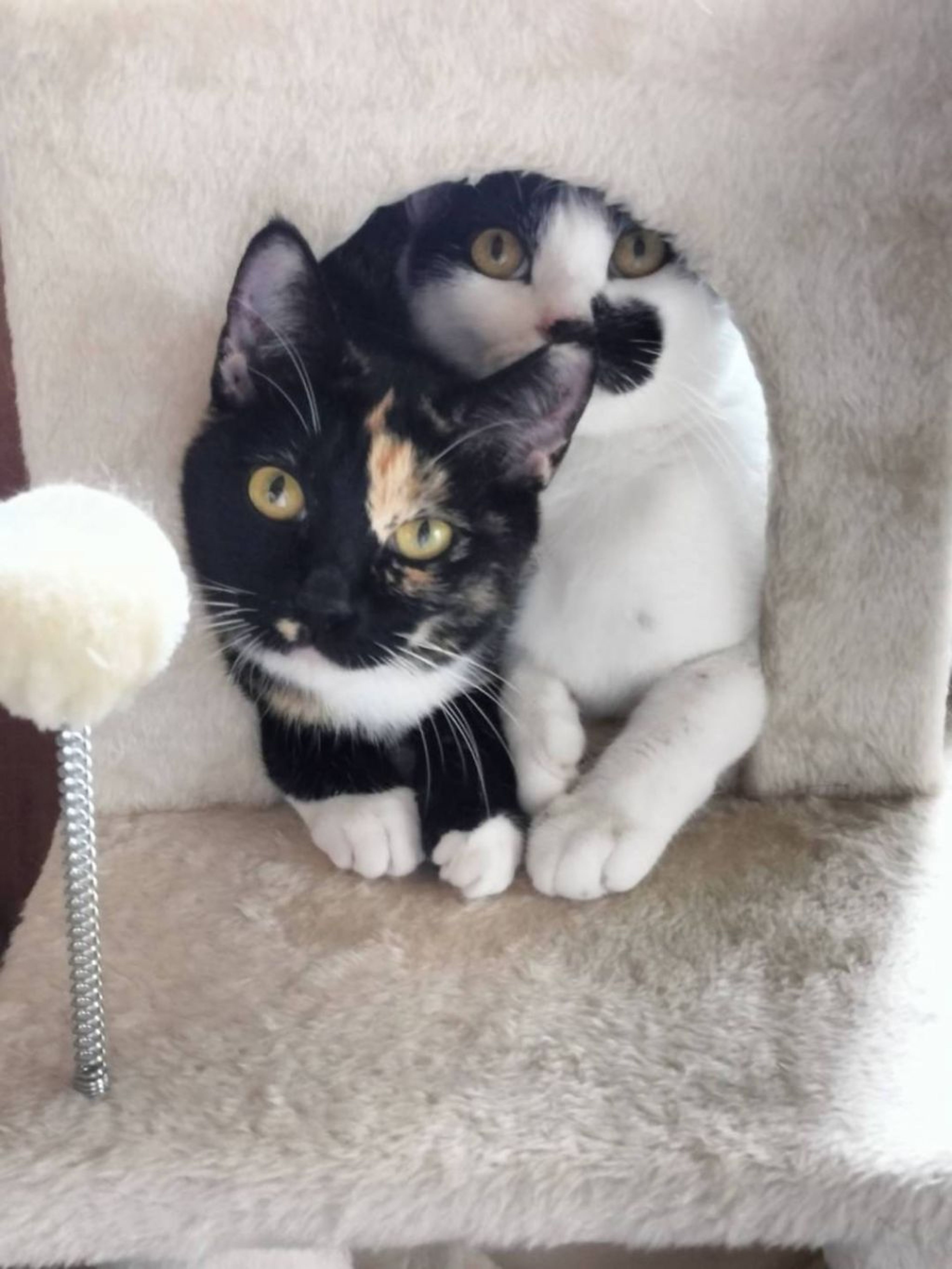 pet-image-5