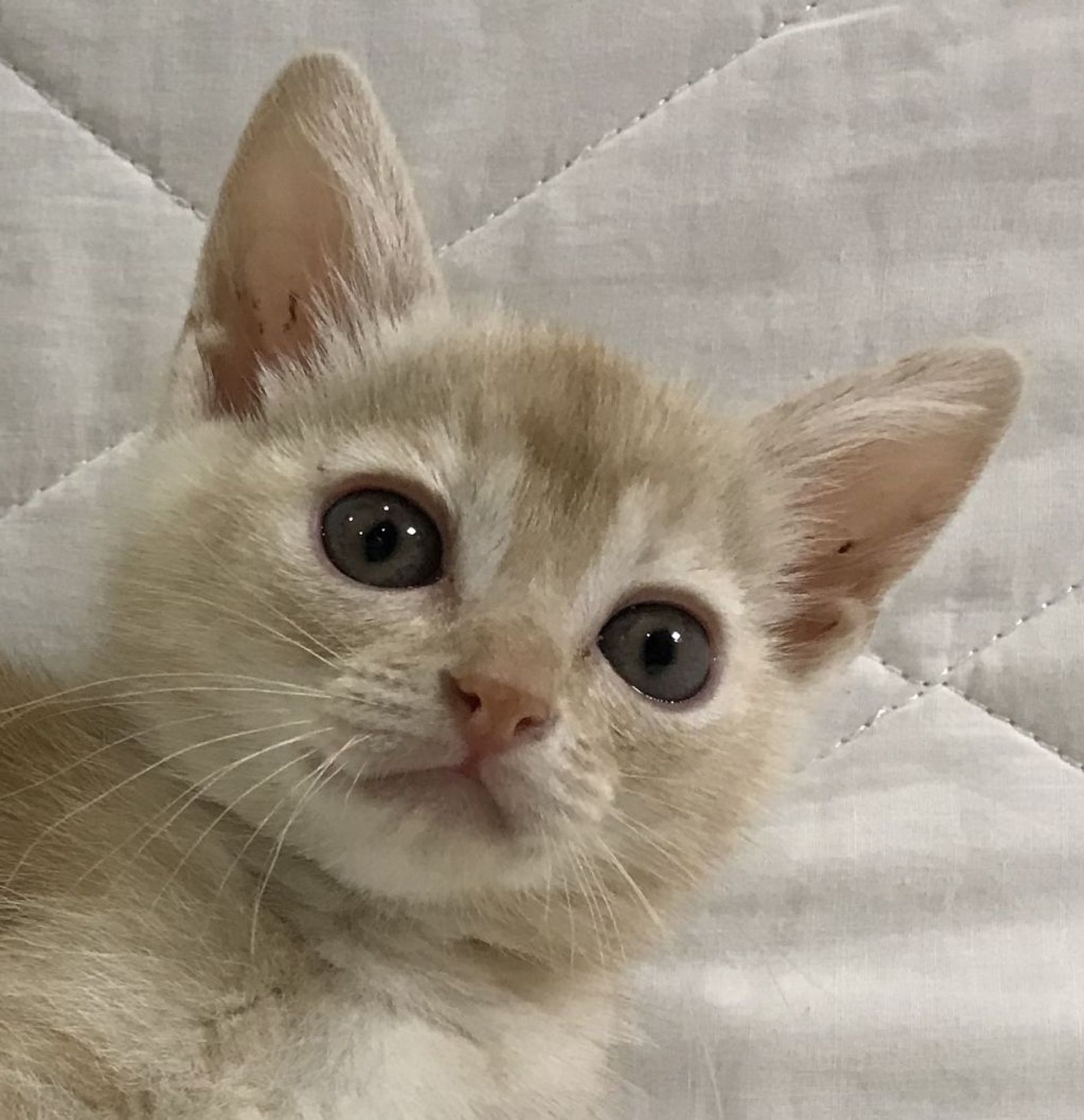 雑種（ミックス猫）・オスの里親募集の写真