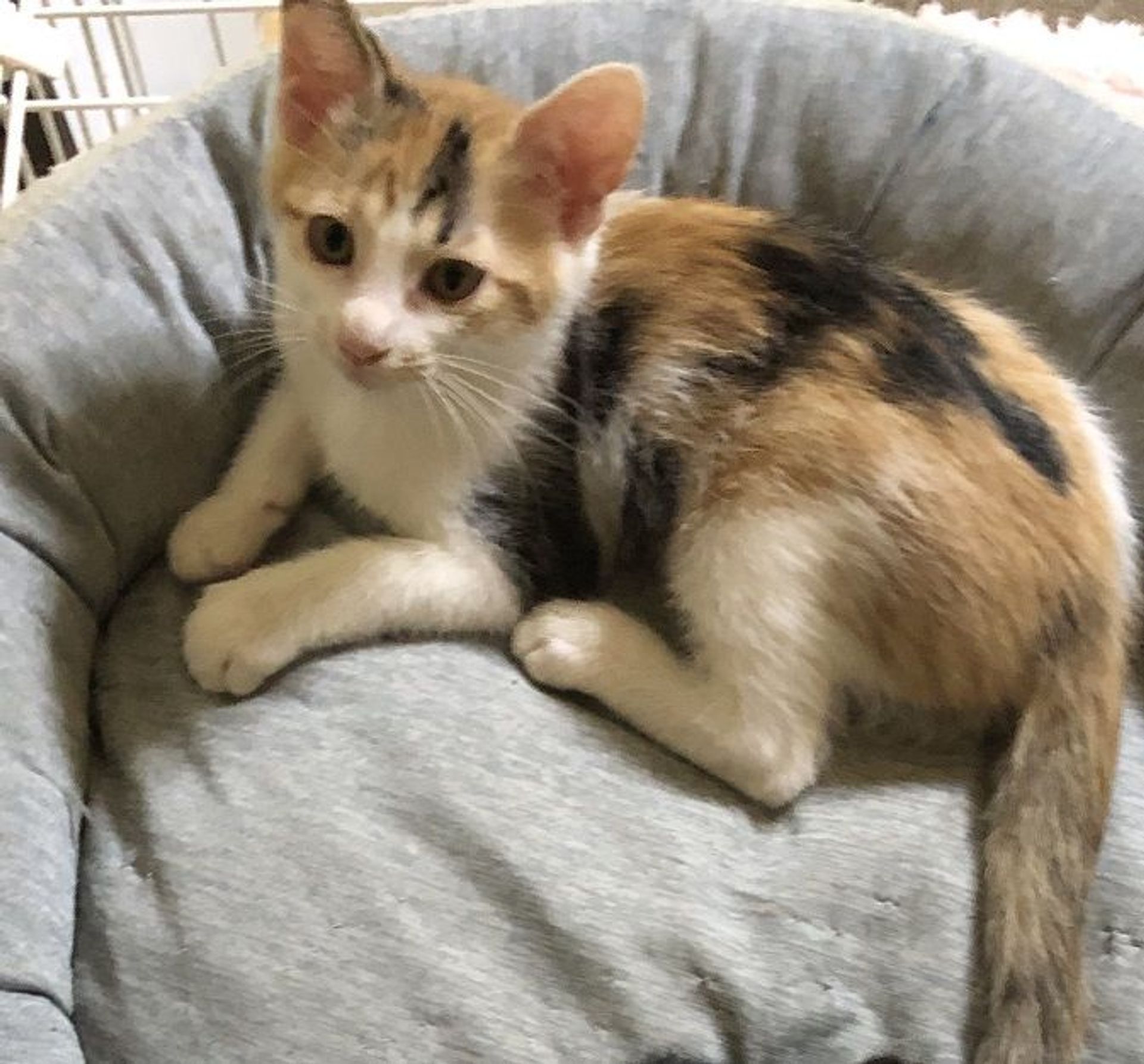 雑種（ミックス猫）・メスの里親募集の写真