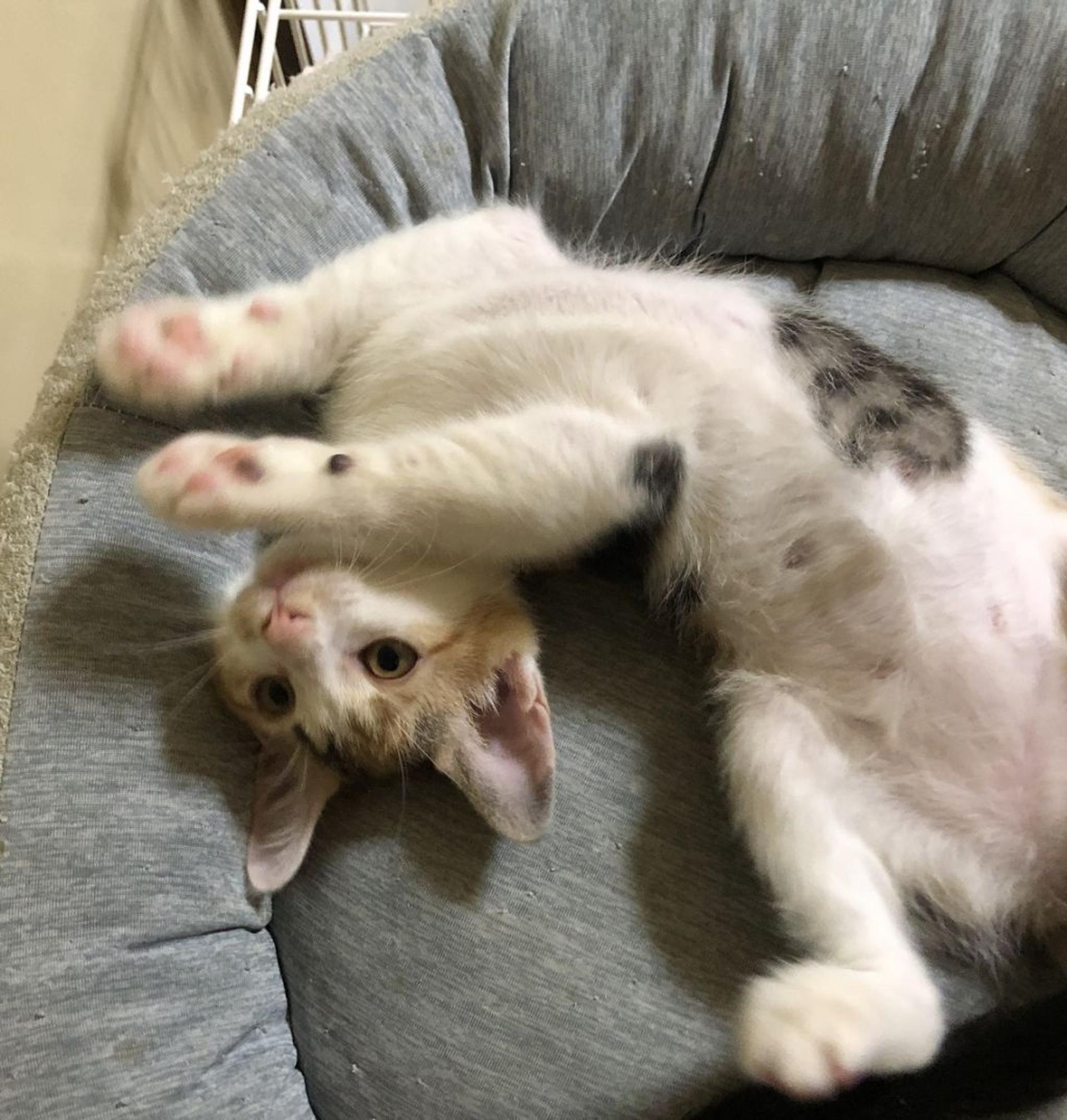 pet-image-2