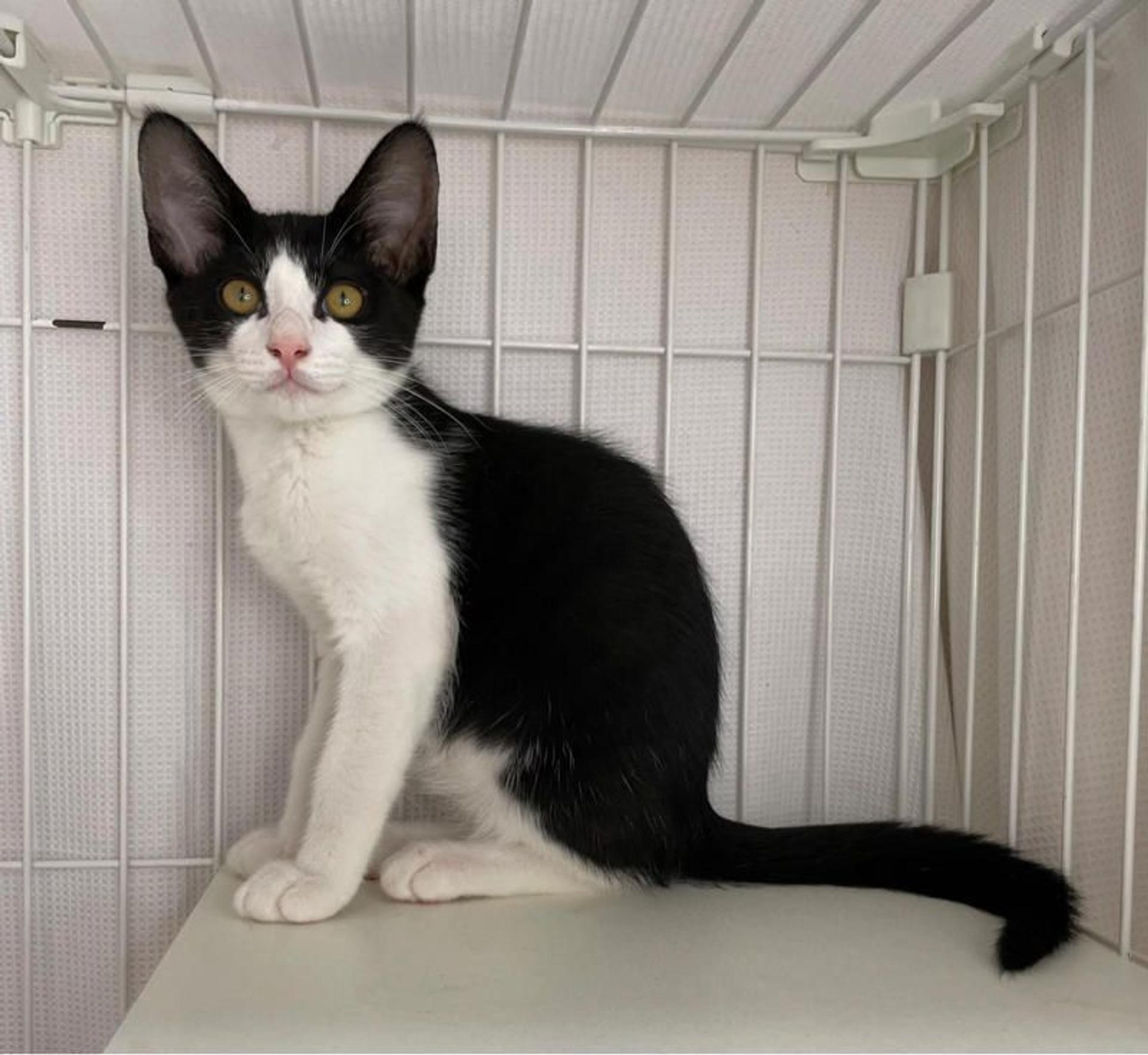 pet-image-2