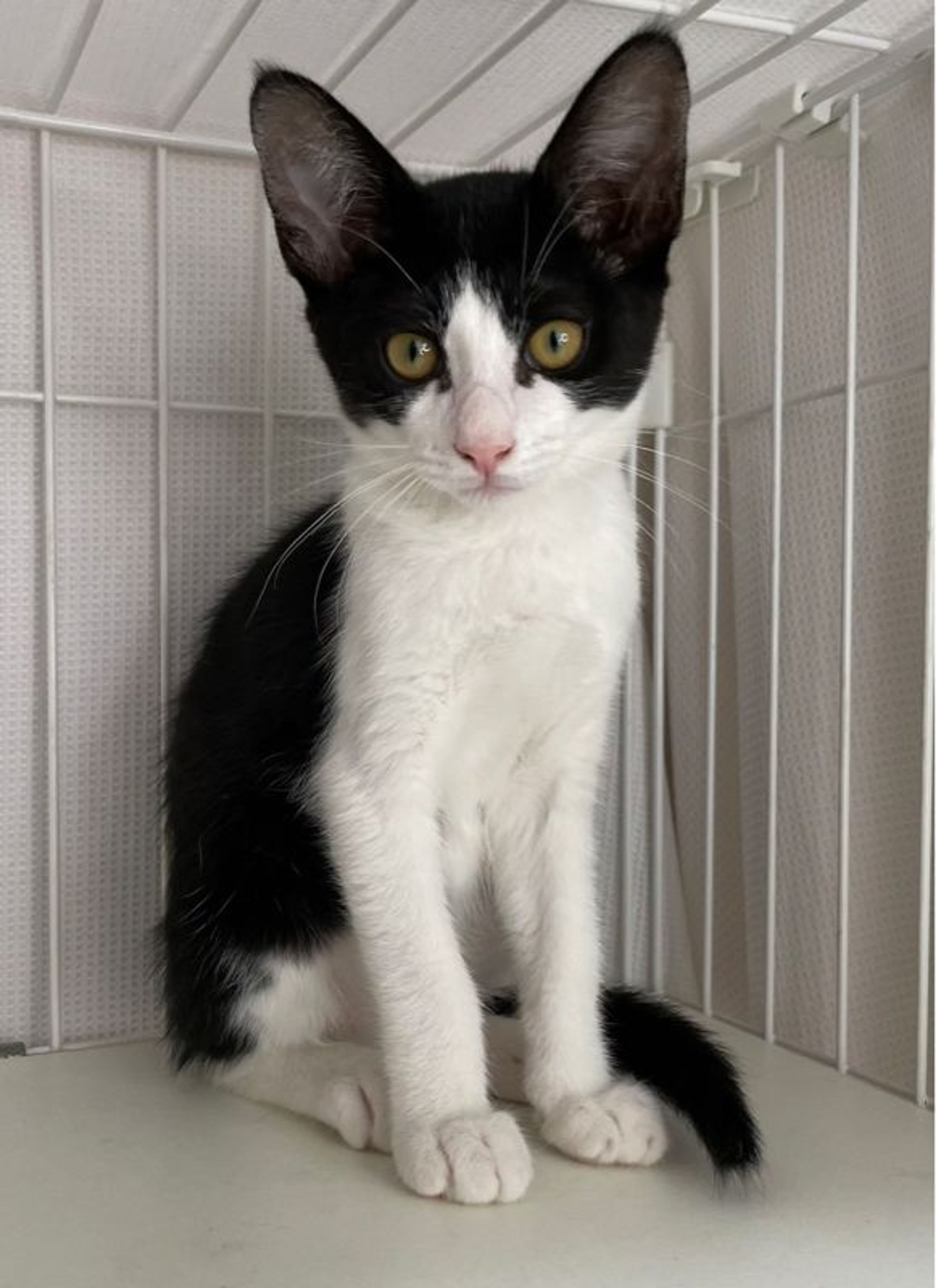 pet-image-4