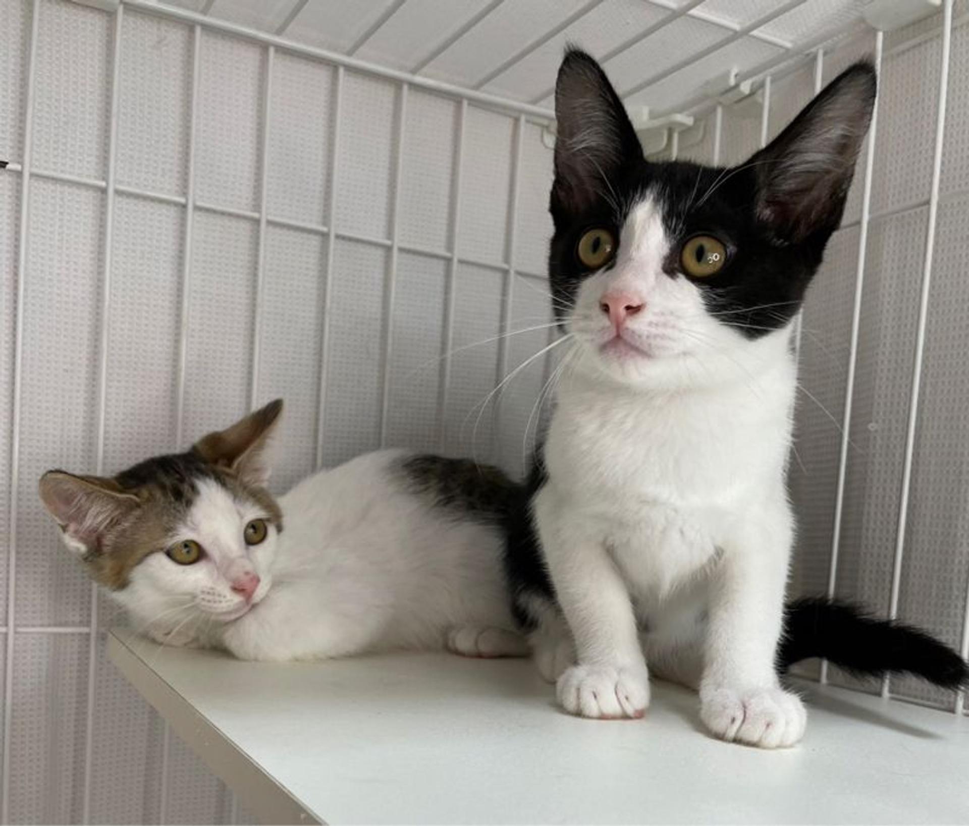 pet-image-6