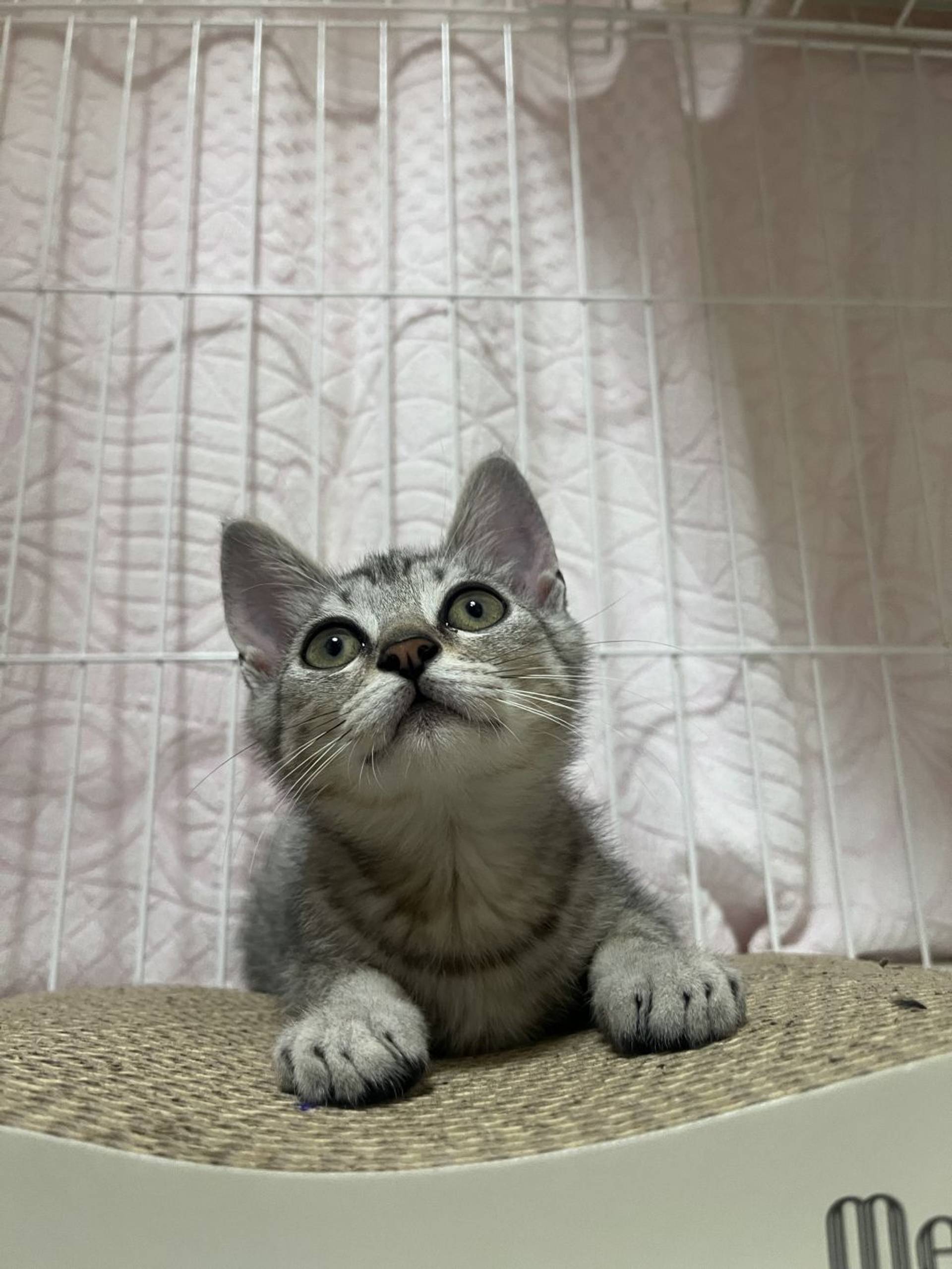 雑種（ミックス猫）・オスの里親募集の写真