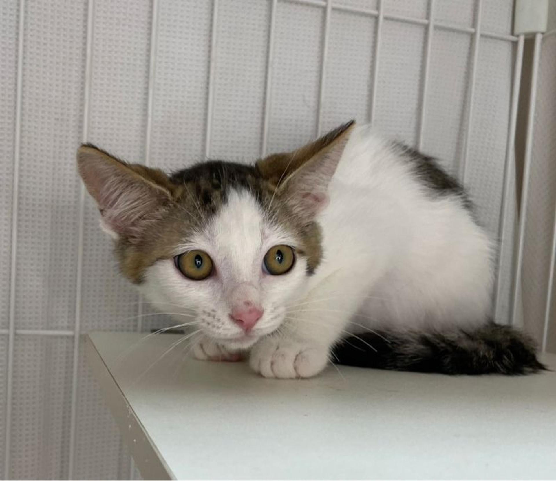 pet-image-2