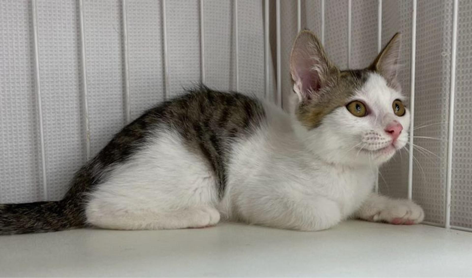 pet-image-3