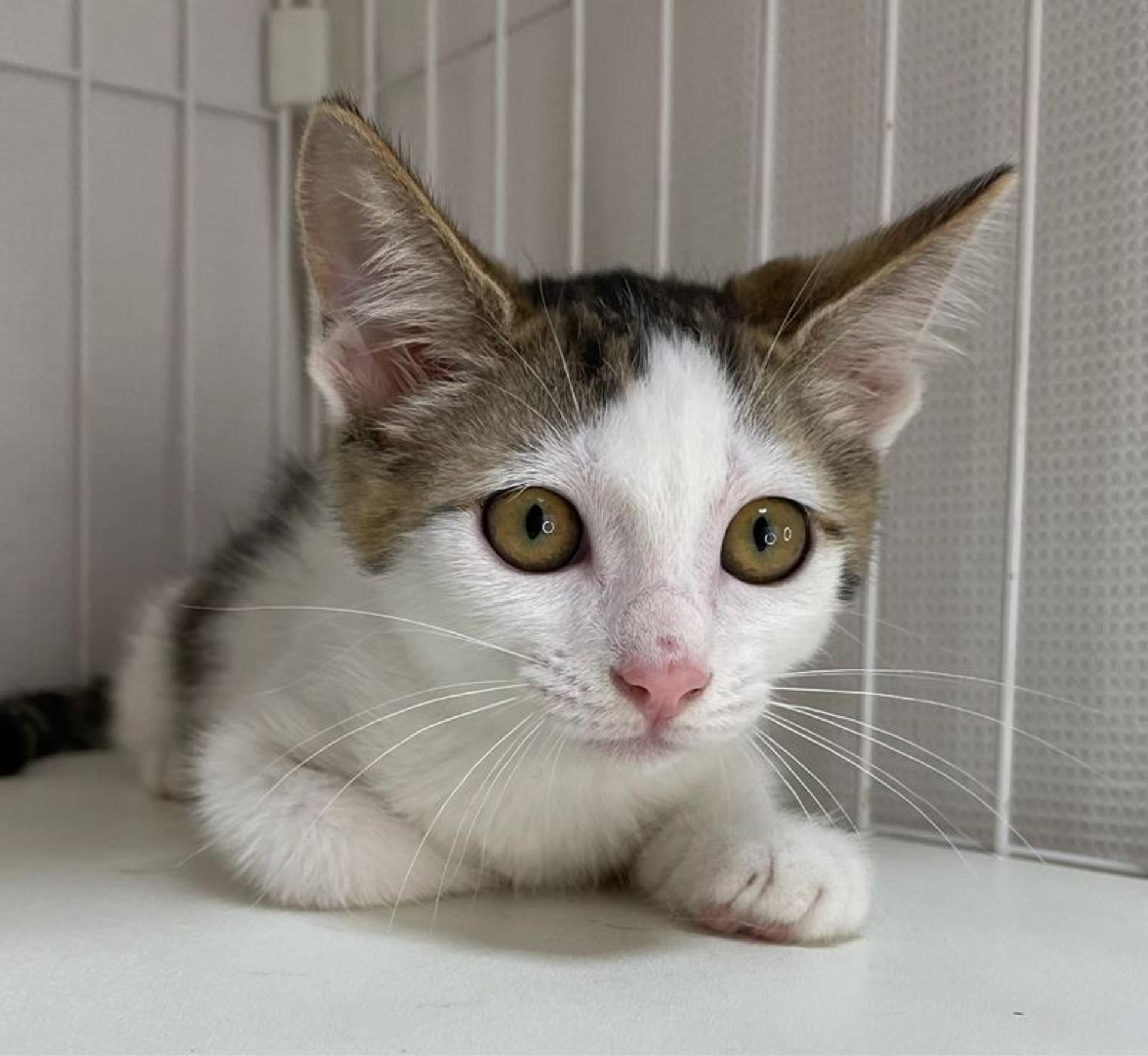 pet-image-4