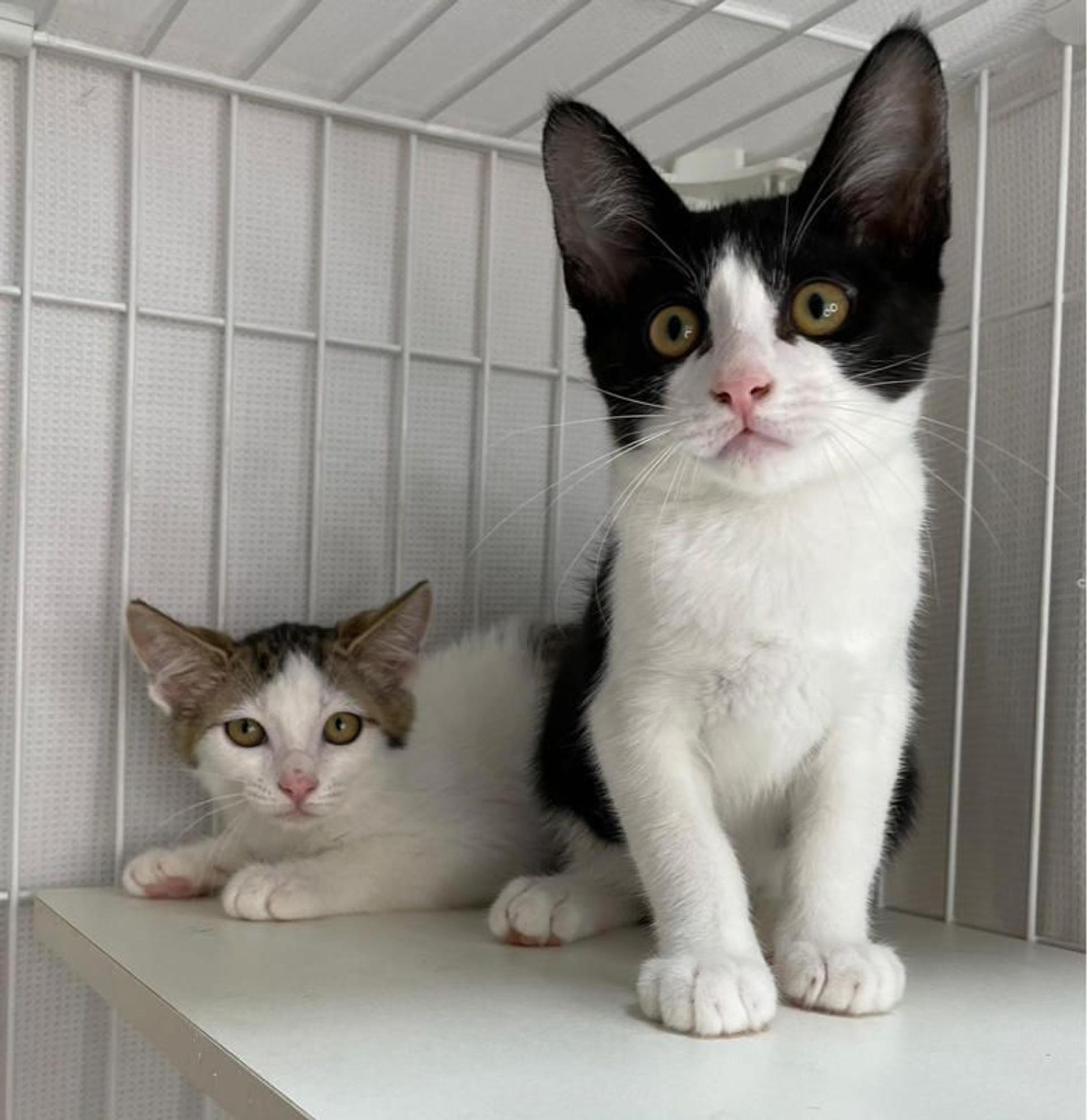 pet-image-5