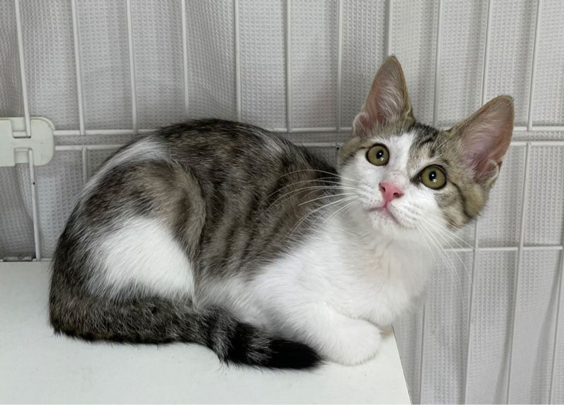 雑種（ミックス猫）・オスの里親募集の写真