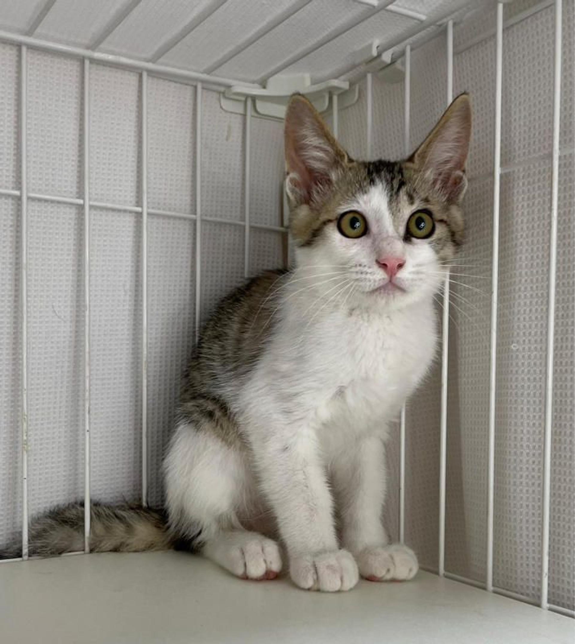 pet-image-3