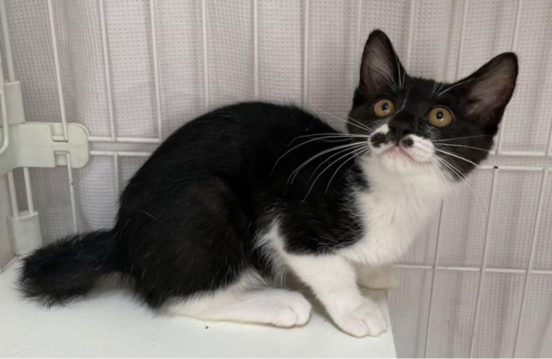 pet-image-2