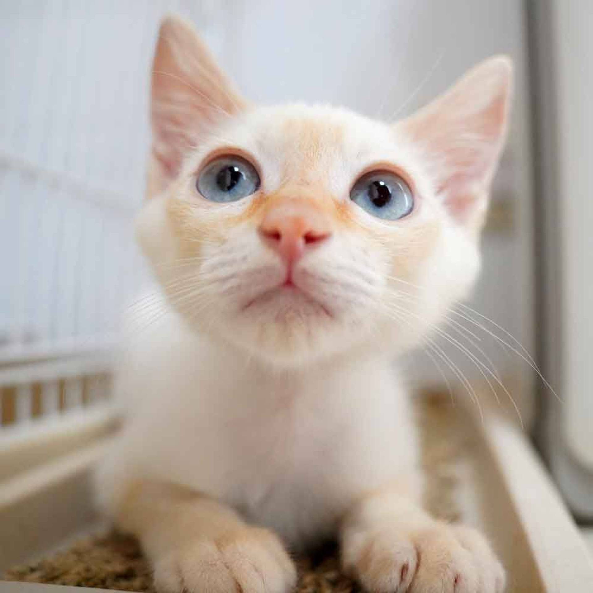 雑種（ミックス猫）・オスの里親募集の写真
