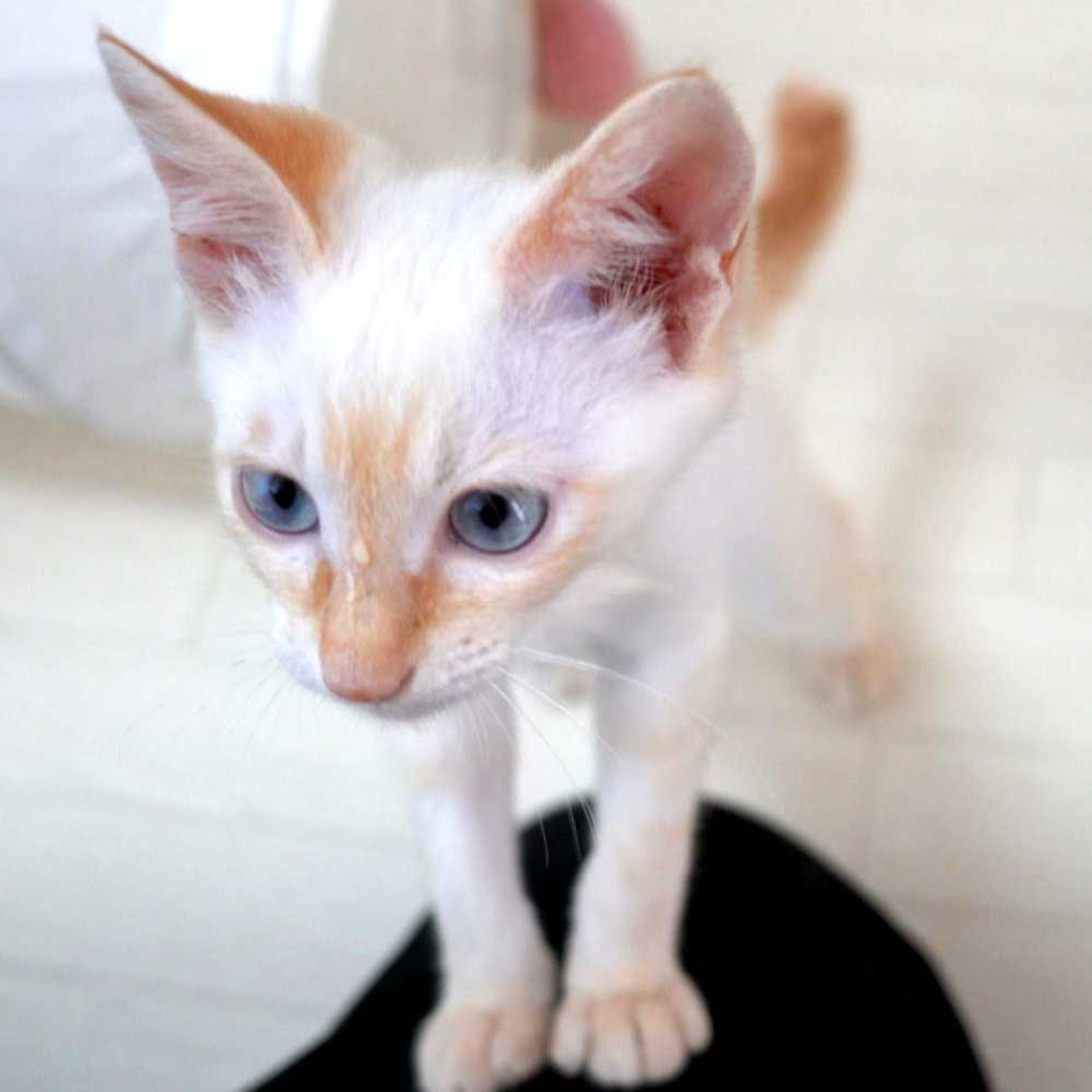 pet-image-4