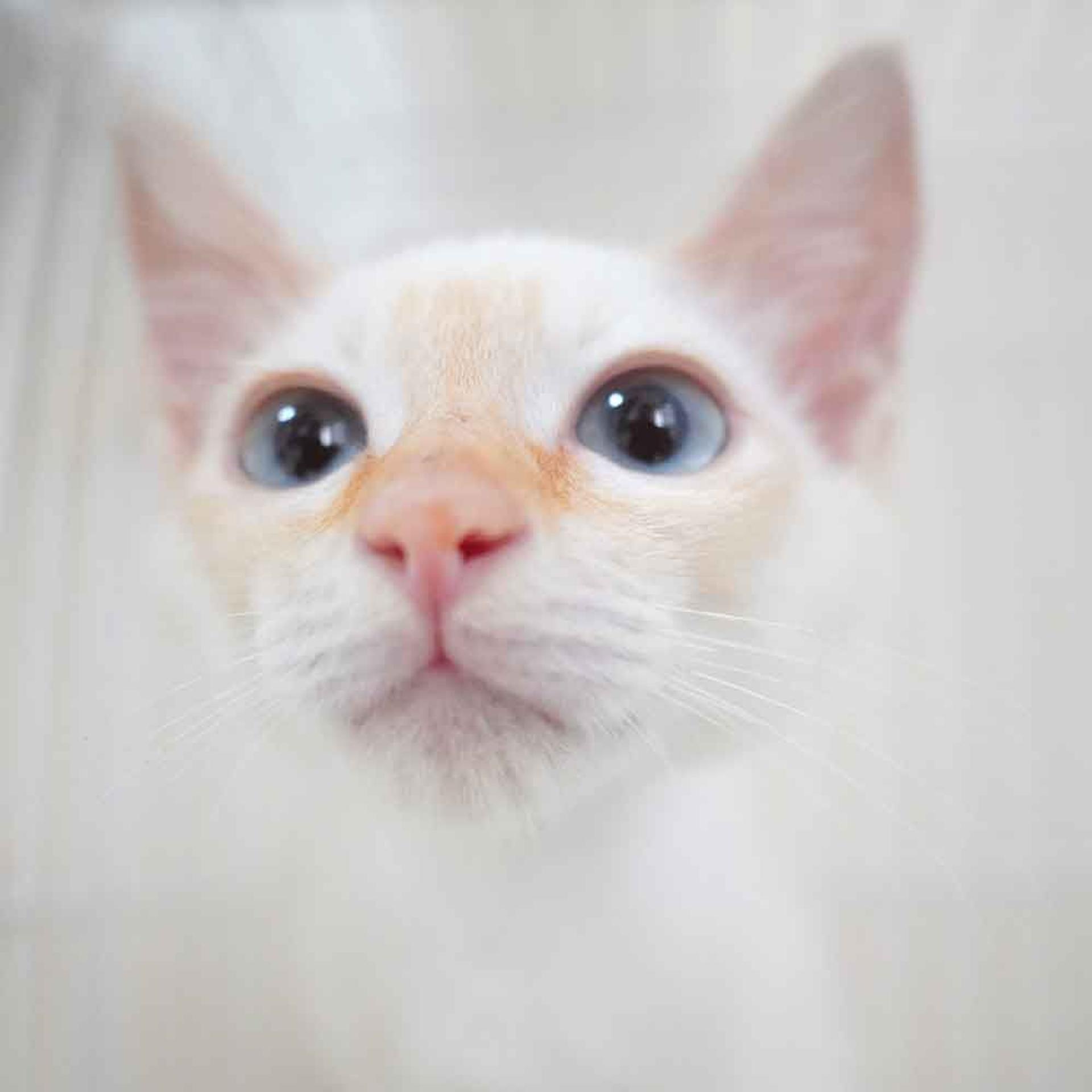 pet-image-5