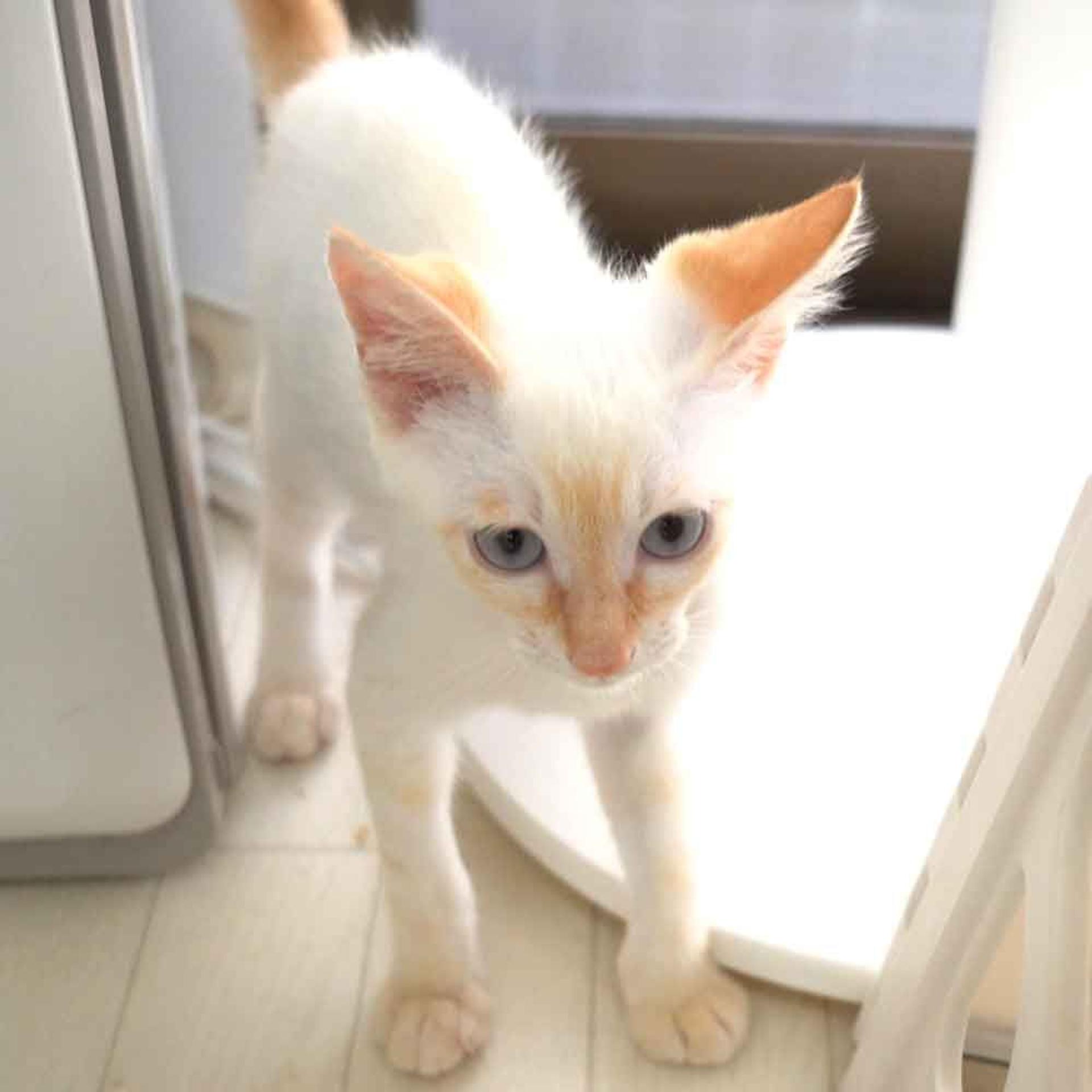 pet-image-6