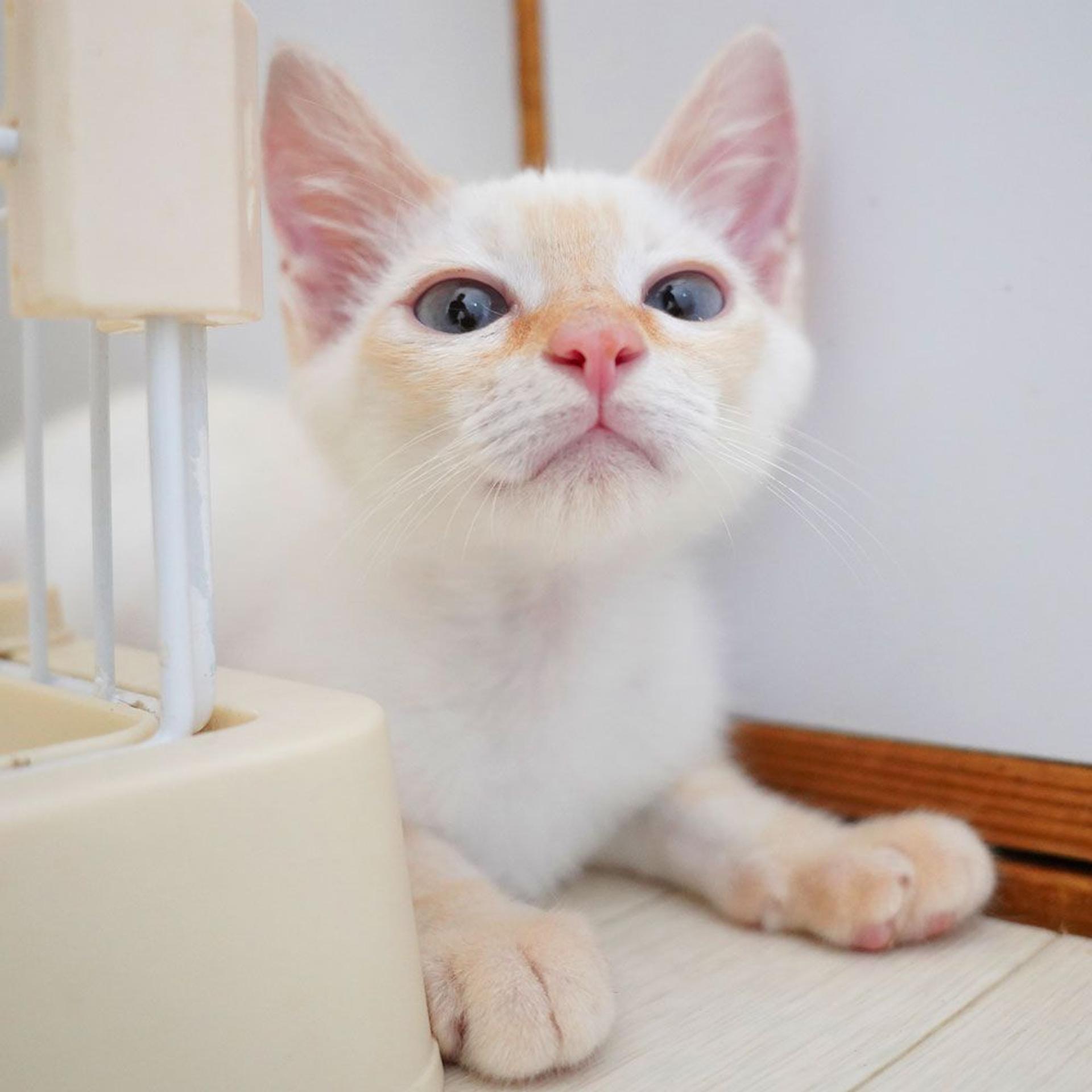 pet-image-7