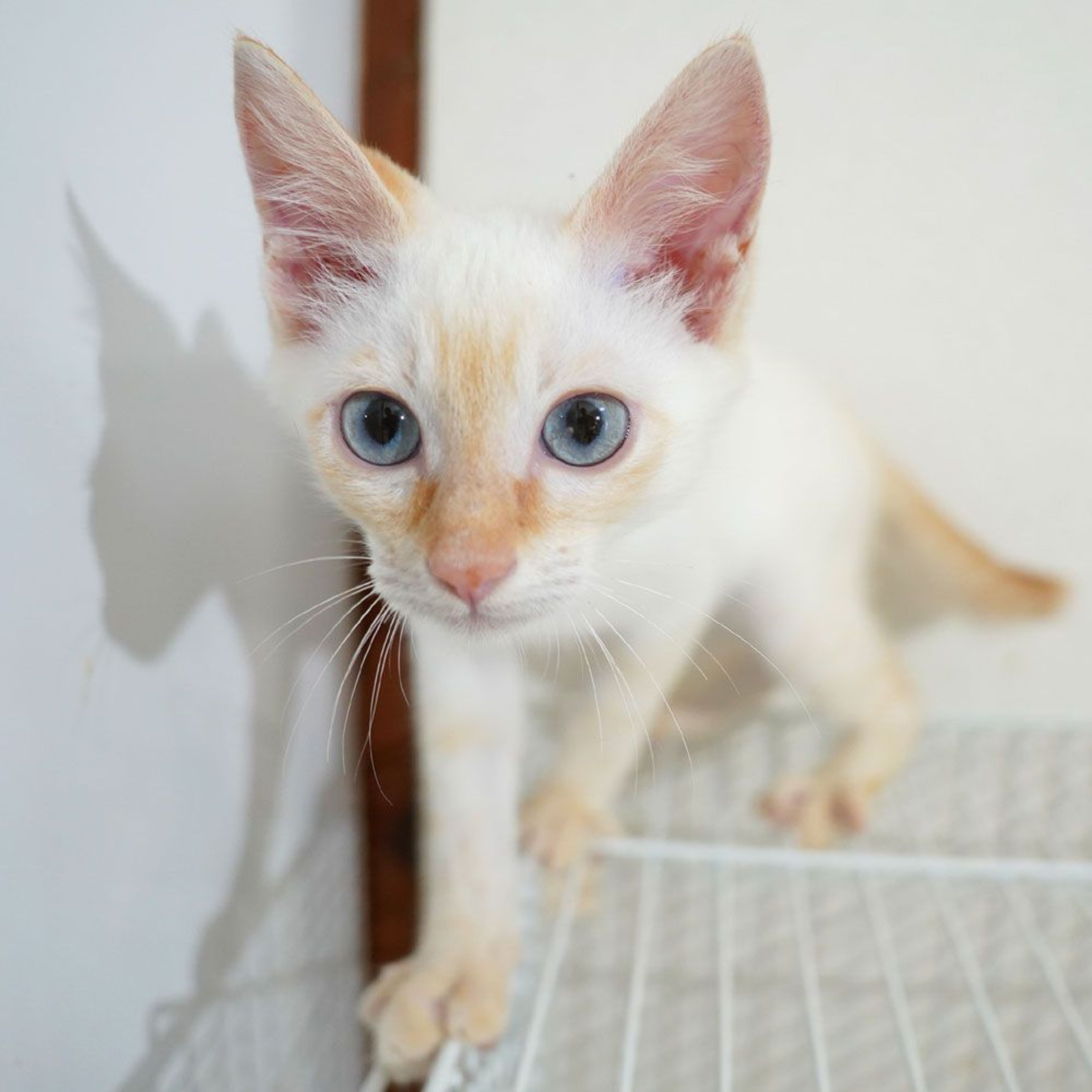 pet-image-8