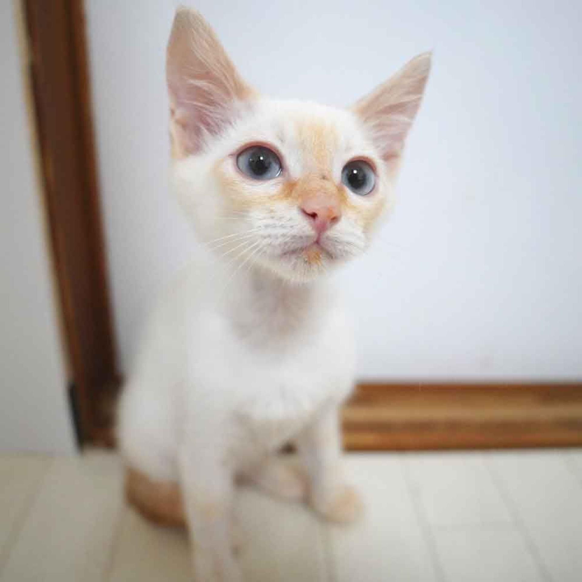 pet-image-9