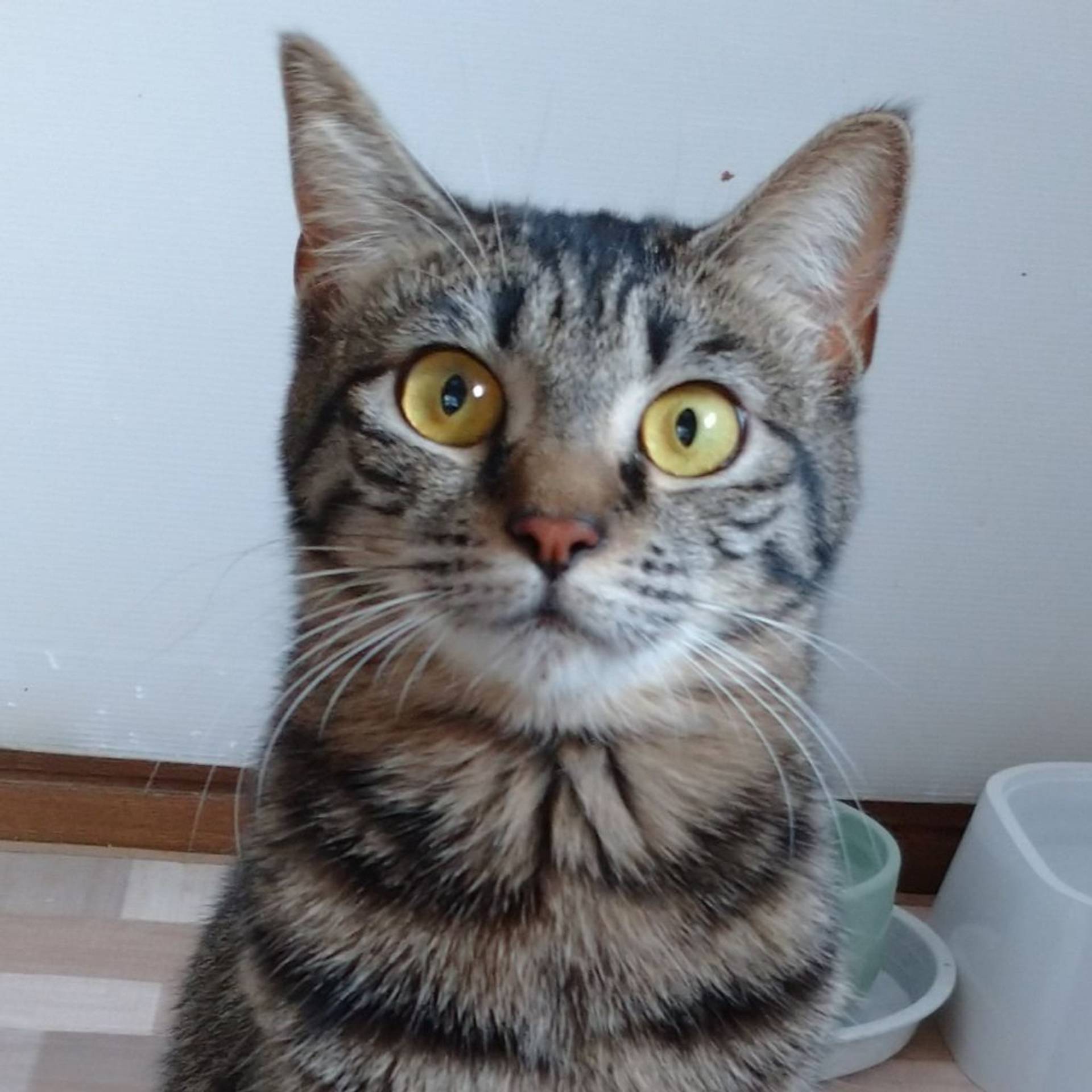 雑種（ミックス猫）・メスの里親募集の写真