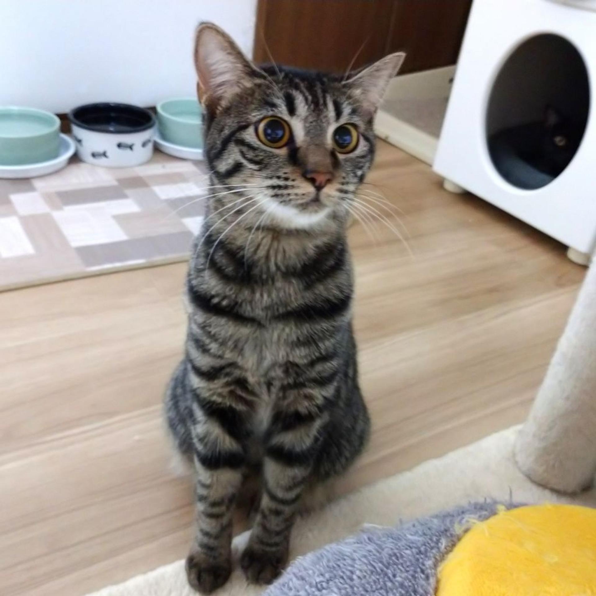pet-image-5