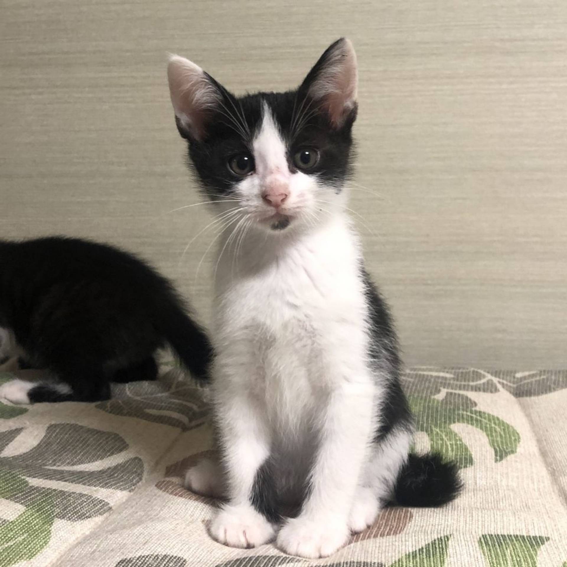 雑種（ミックス猫）・オスの里親募集の写真