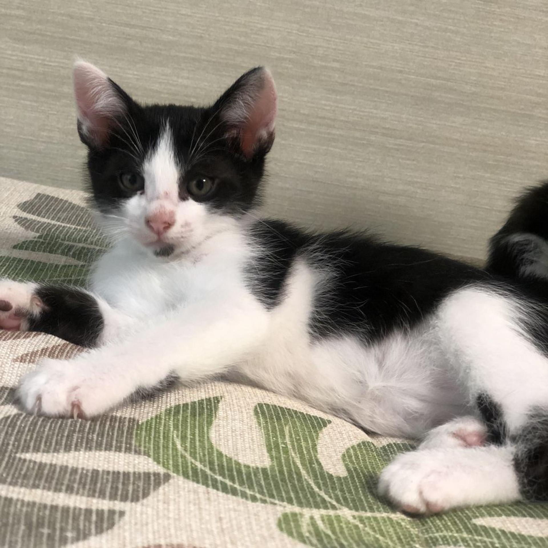 pet-image-2