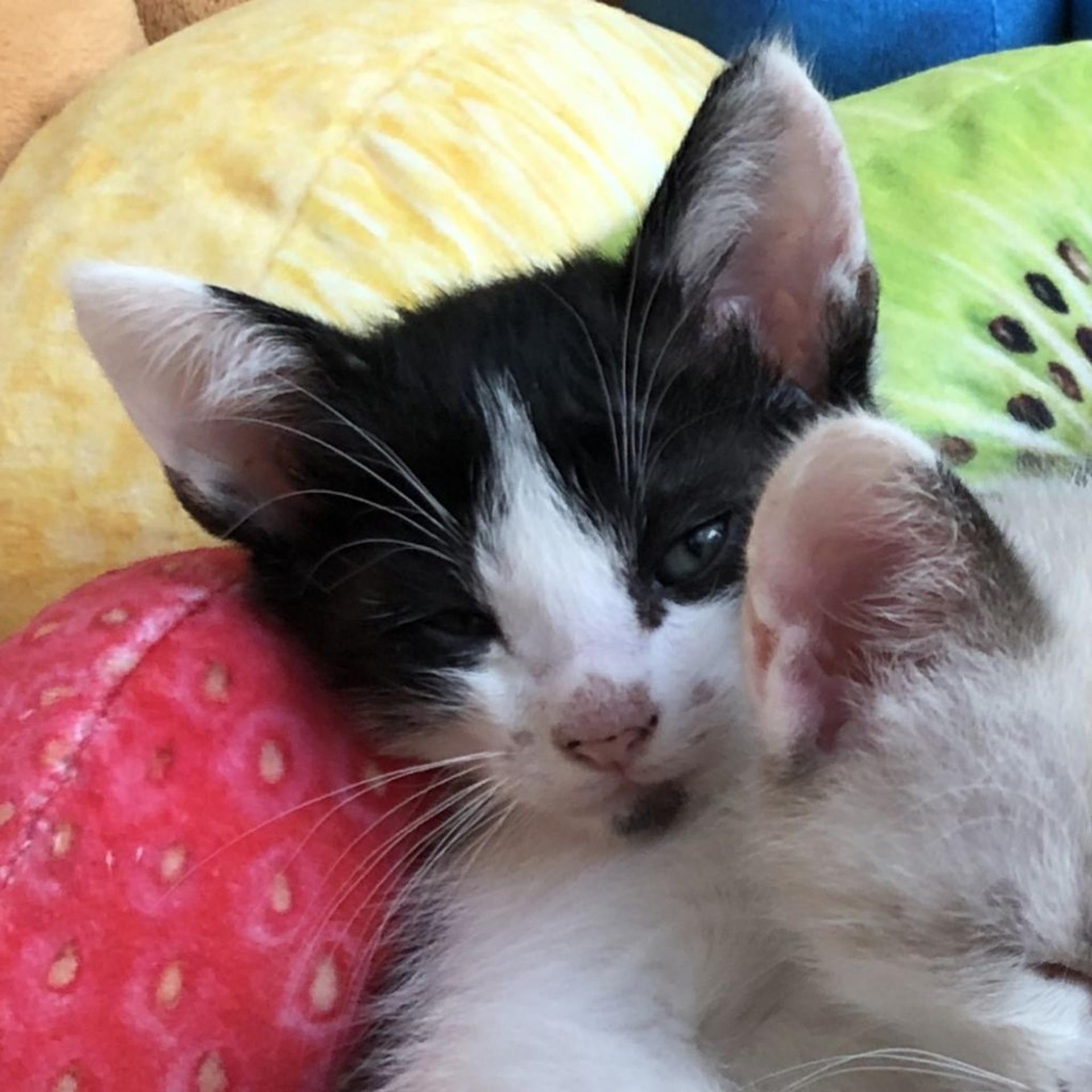 pet-image-4