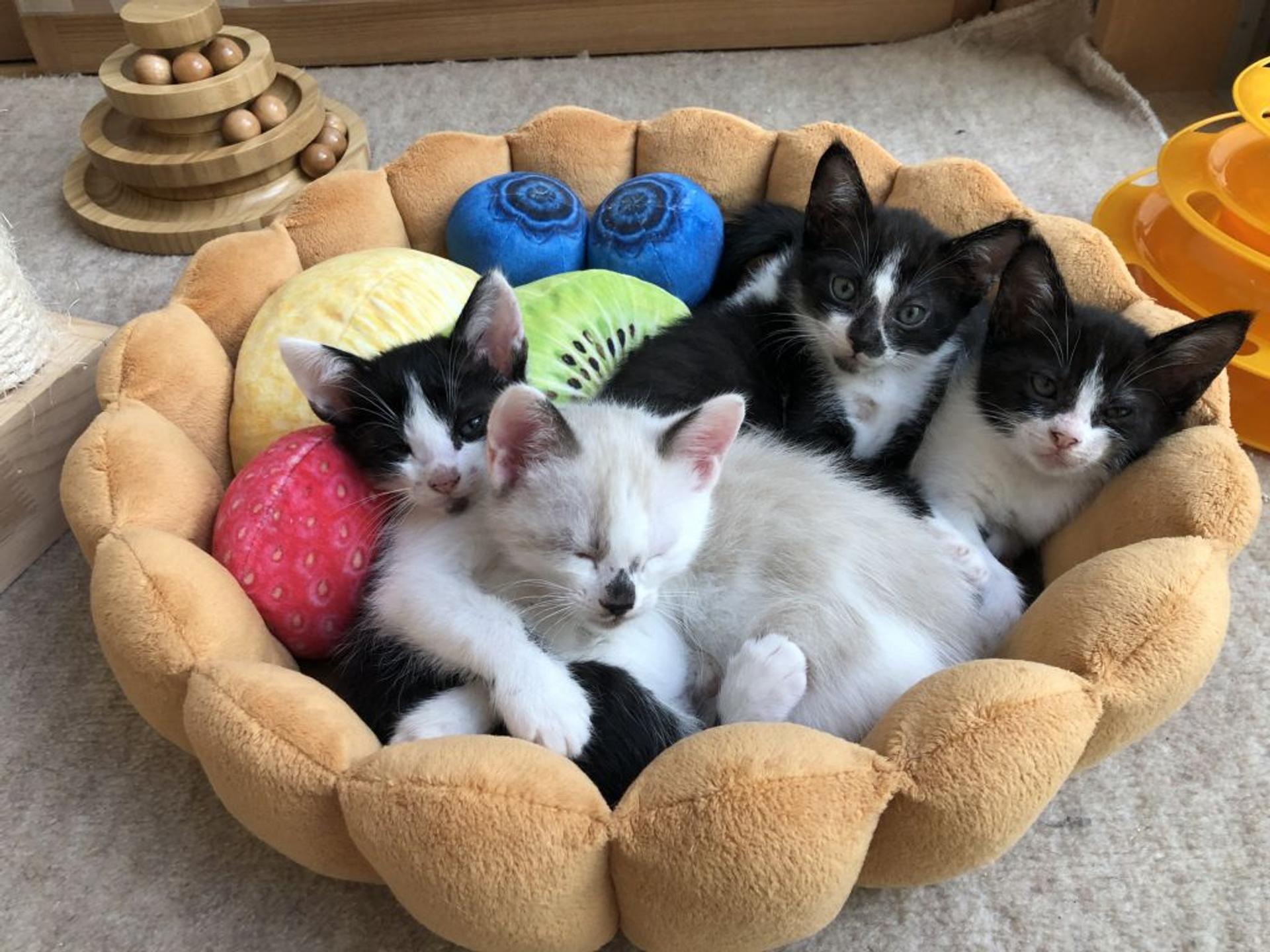 pet-image-7