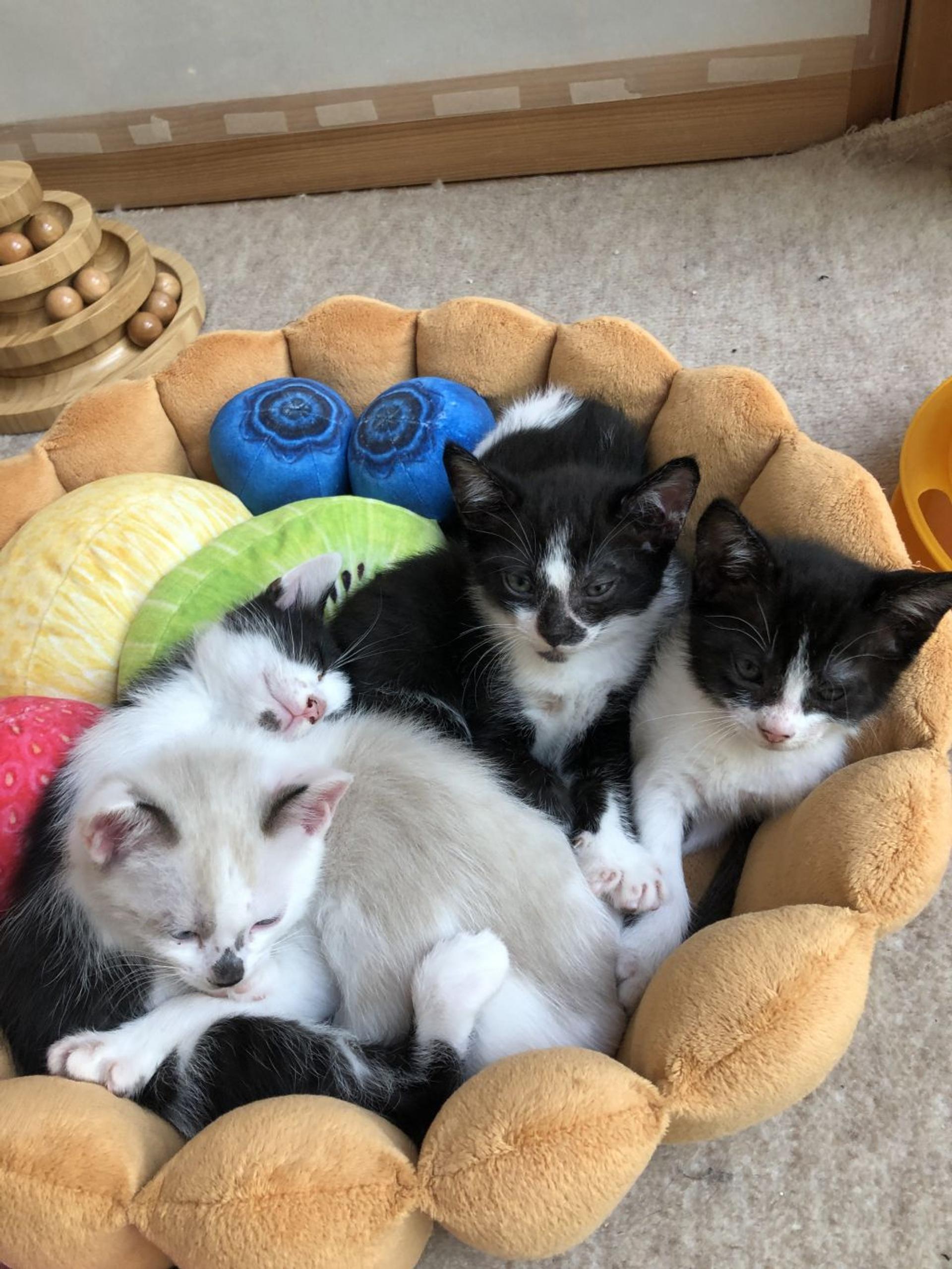 pet-image-8