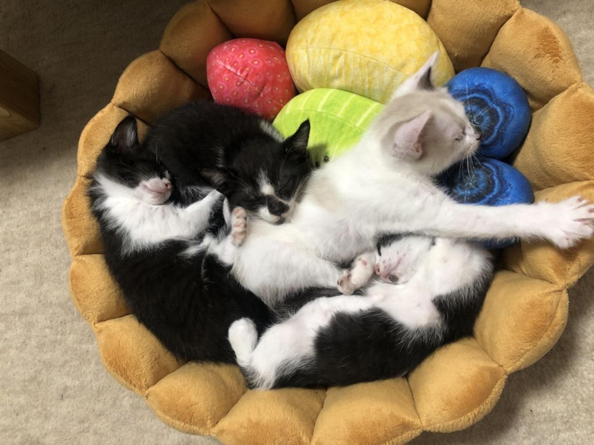 pet-image-9