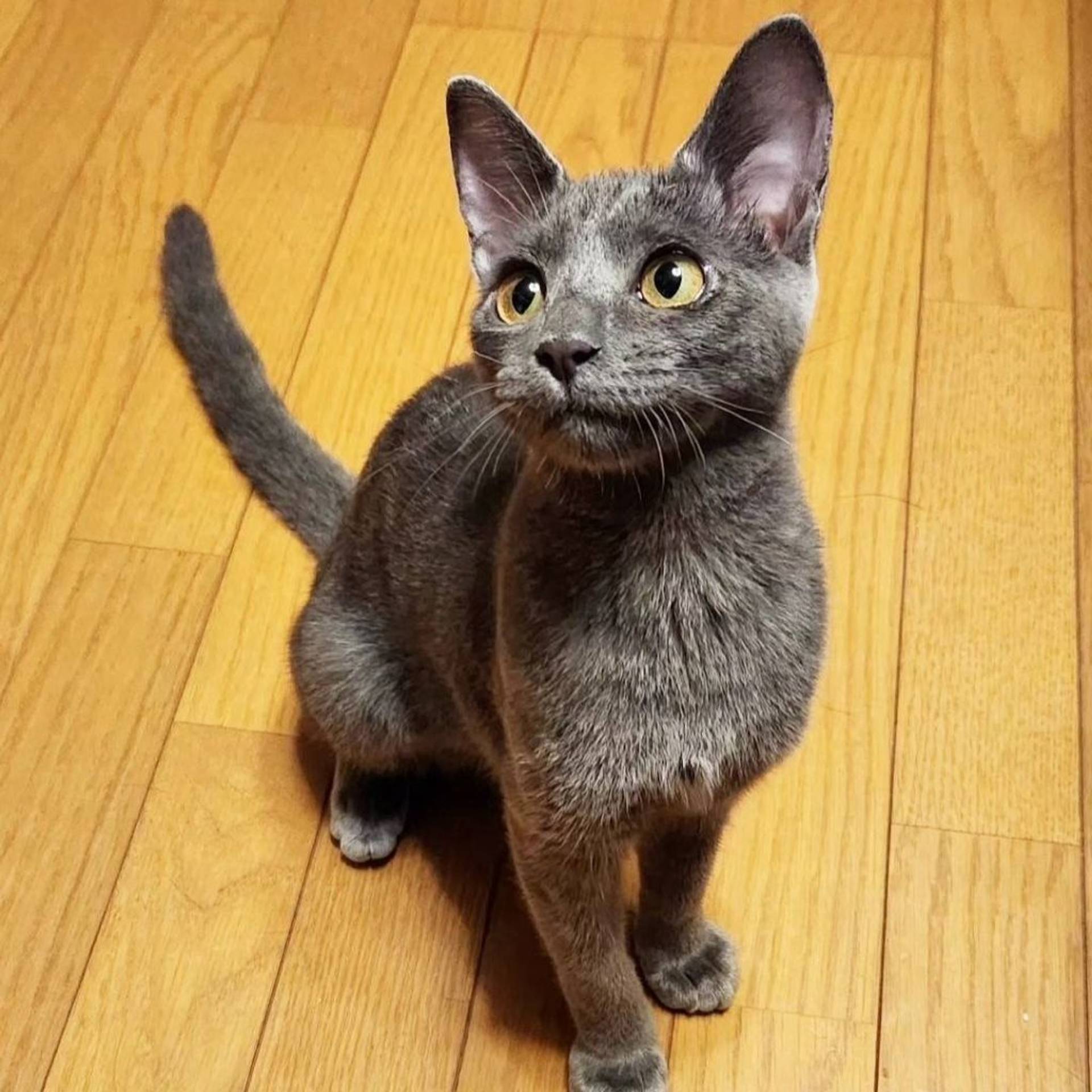 雑種（ミックス猫）・メスの里親募集の写真