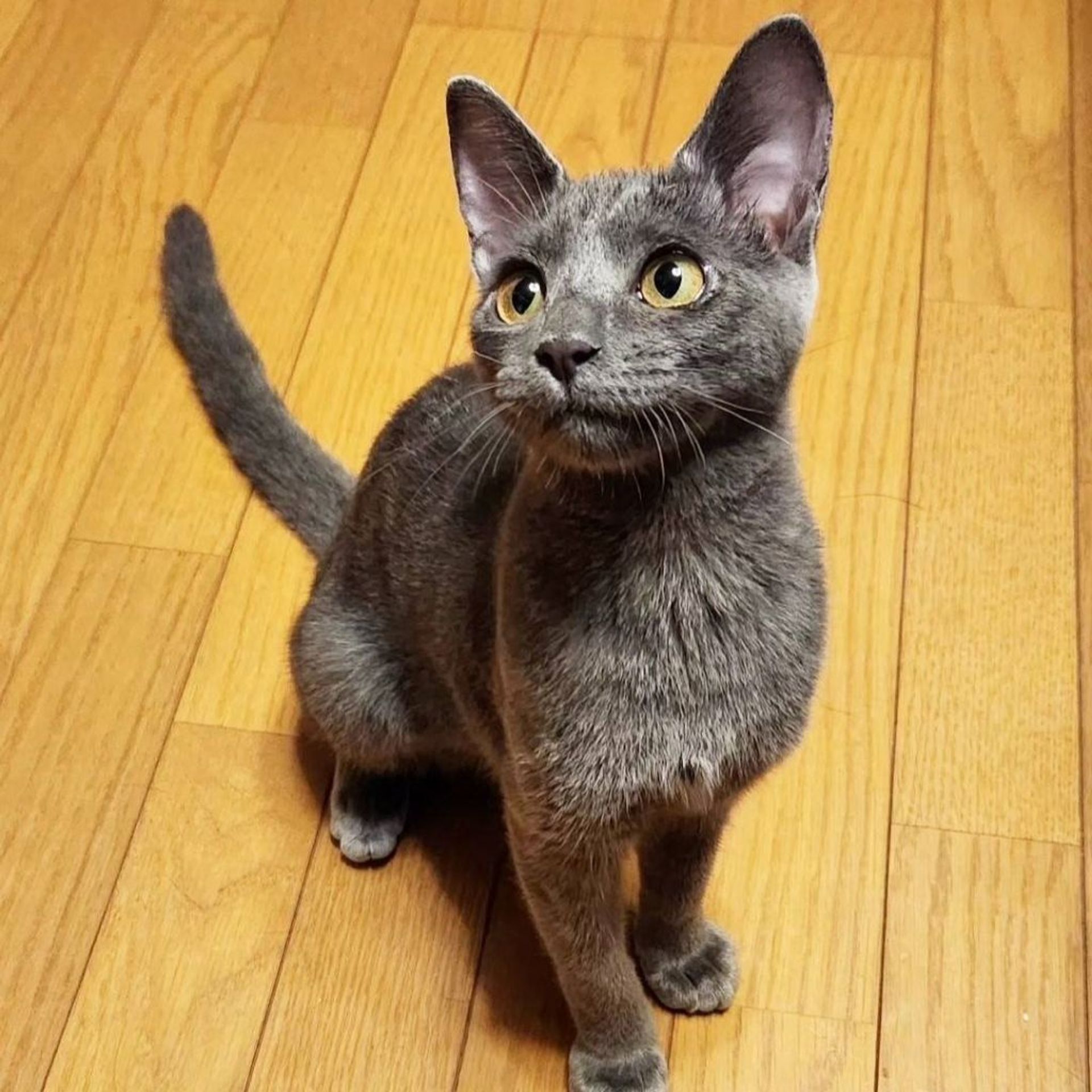 雑種（ミックス猫）・メスの里親募集の写真