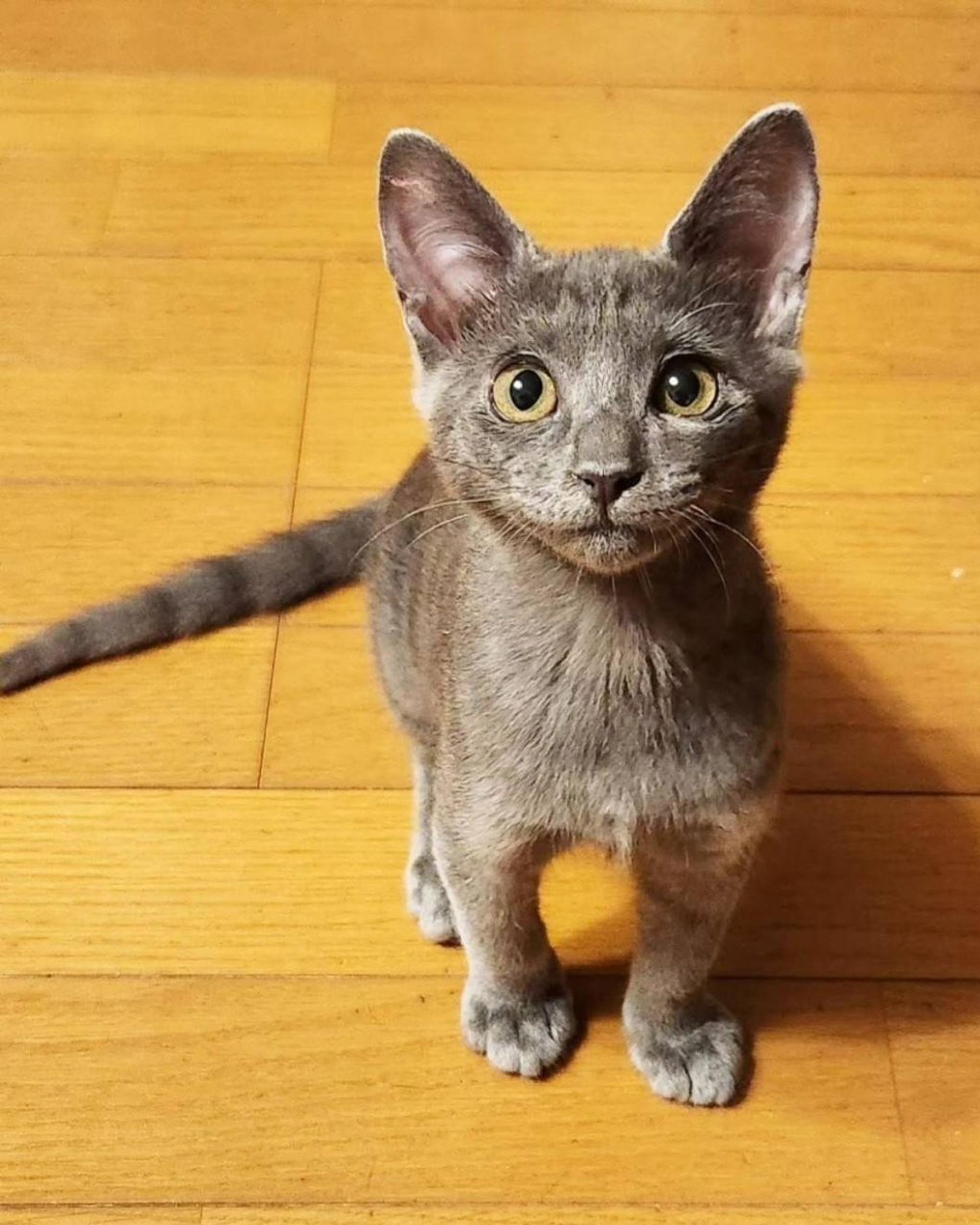 pet-image-6