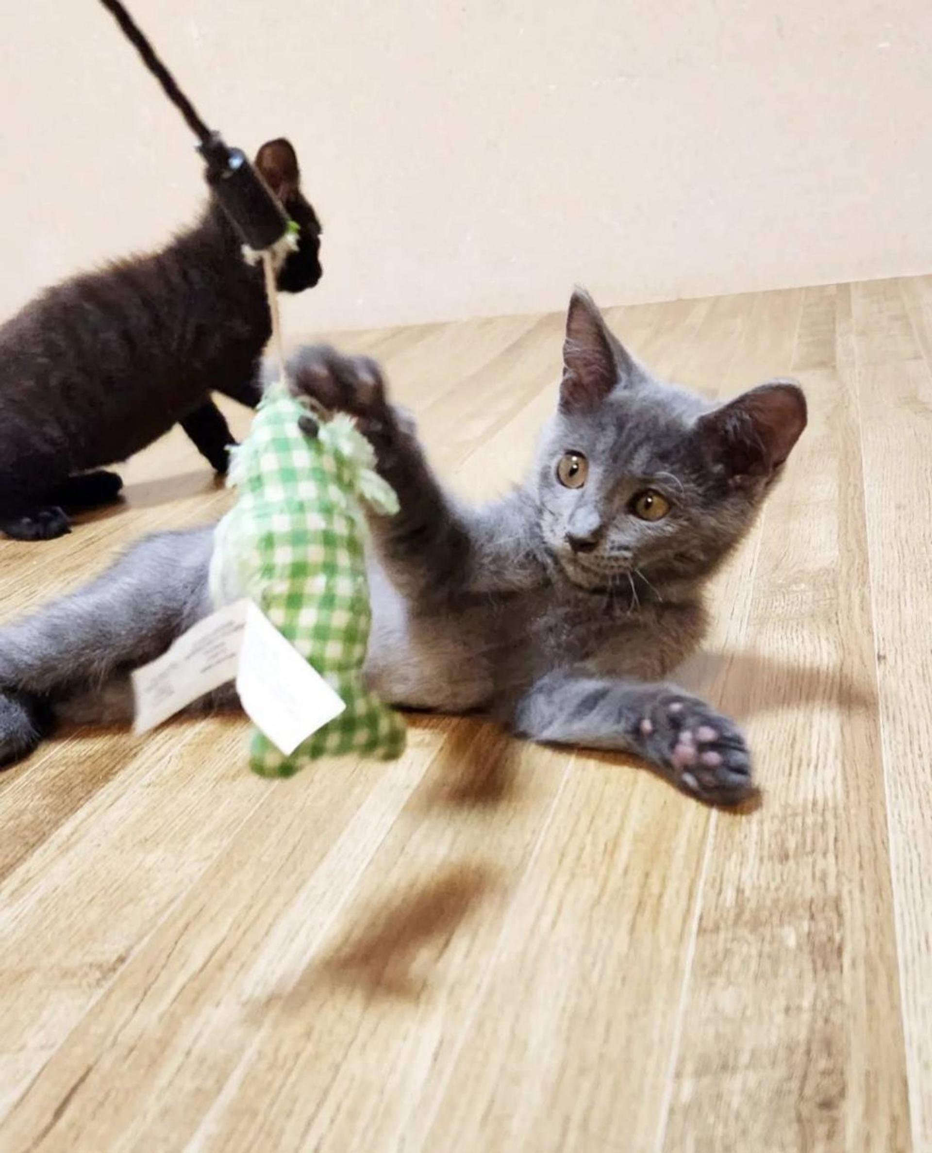 pet-image-9