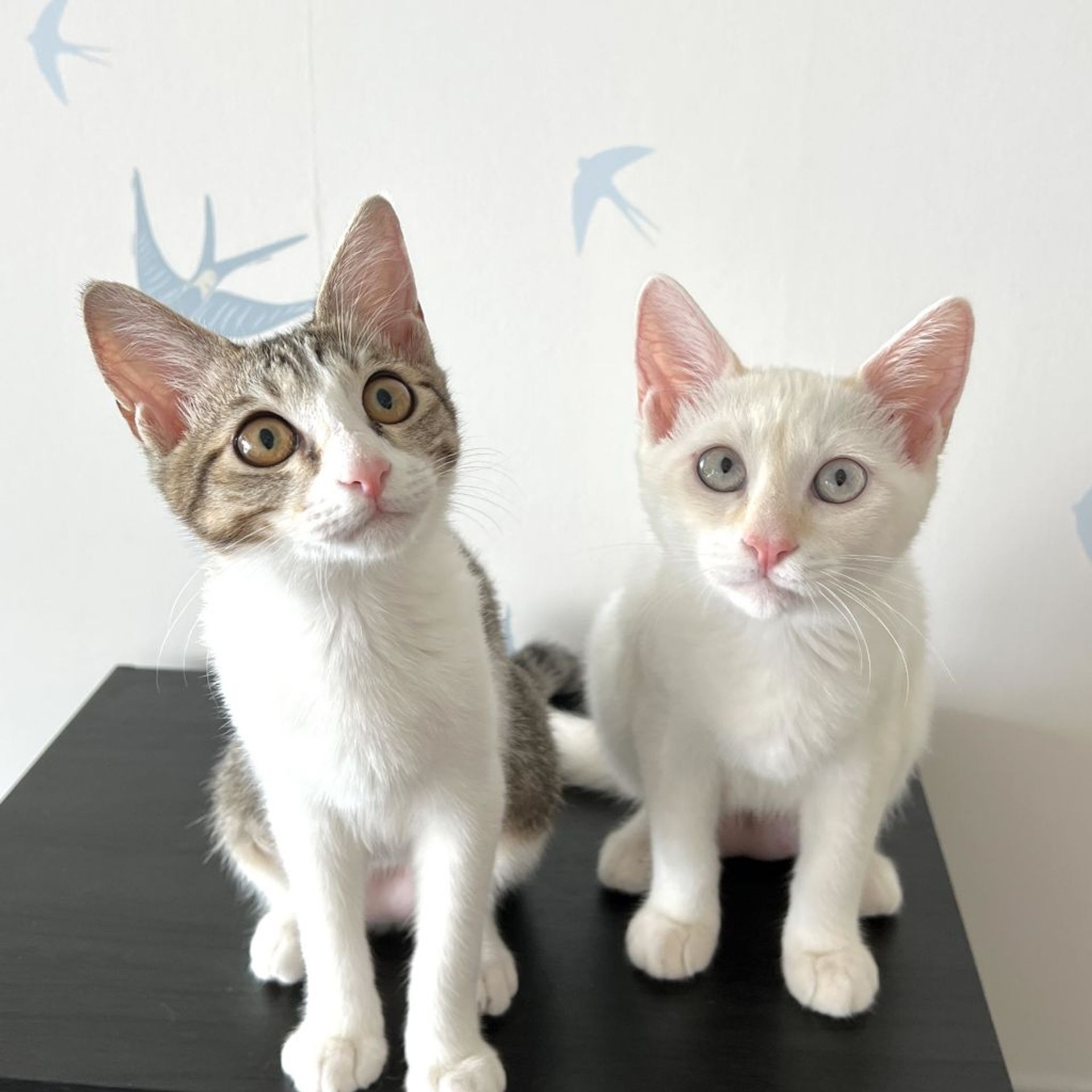 雑種（ミックス猫）・メスの里親募集の写真