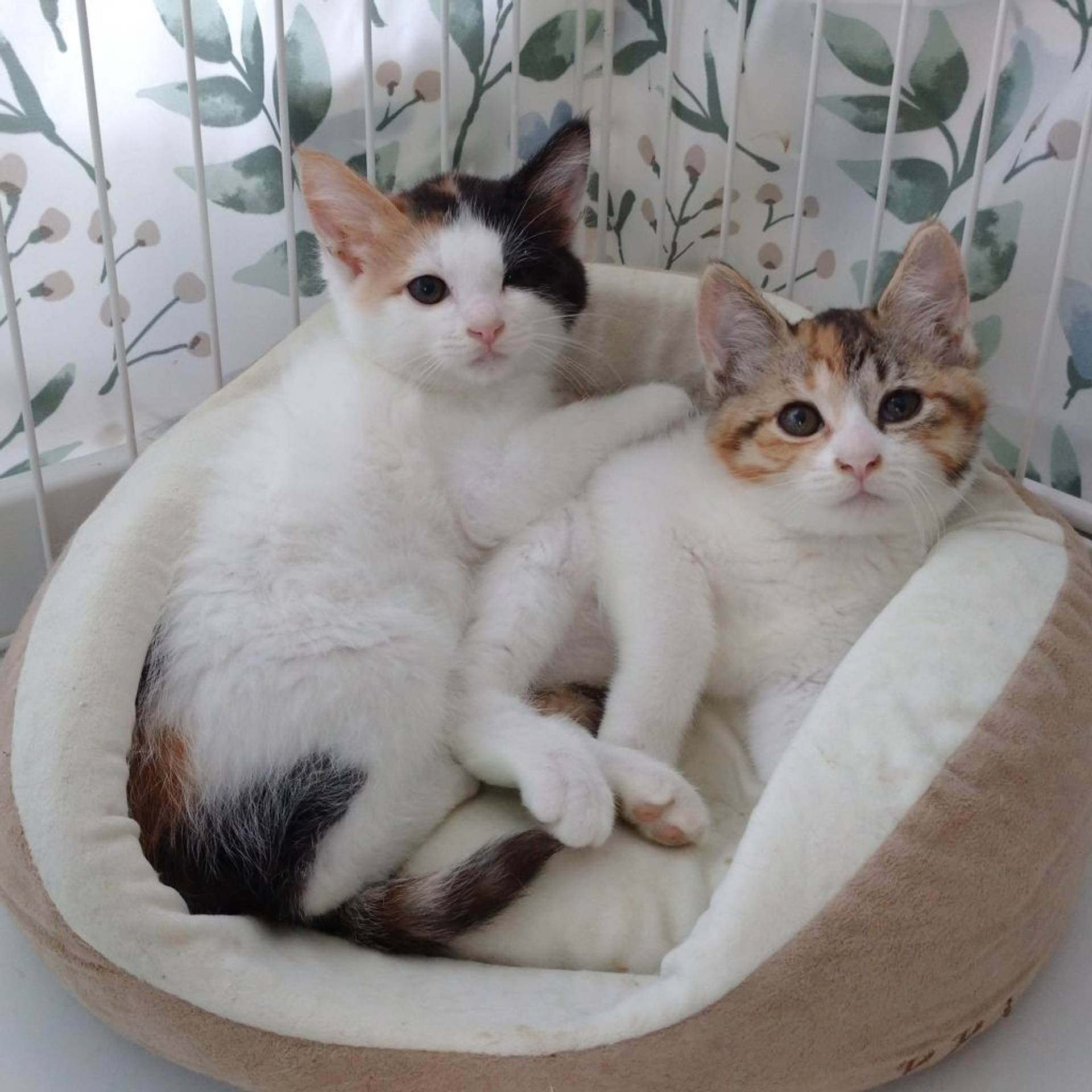 雑種（ミックス猫）・メスの里親募集の写真