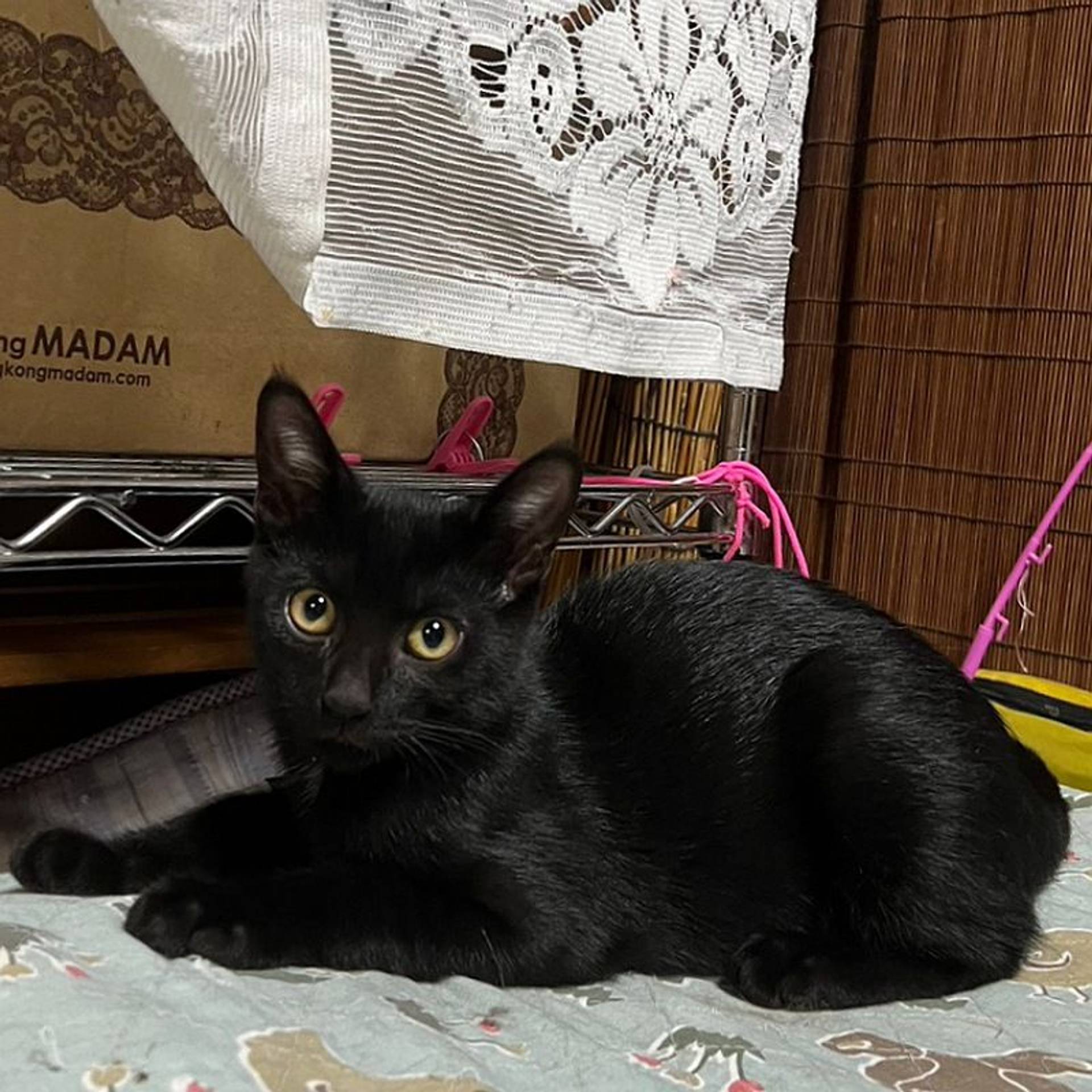 雑種（ミックス猫）・オスの里親募集の写真