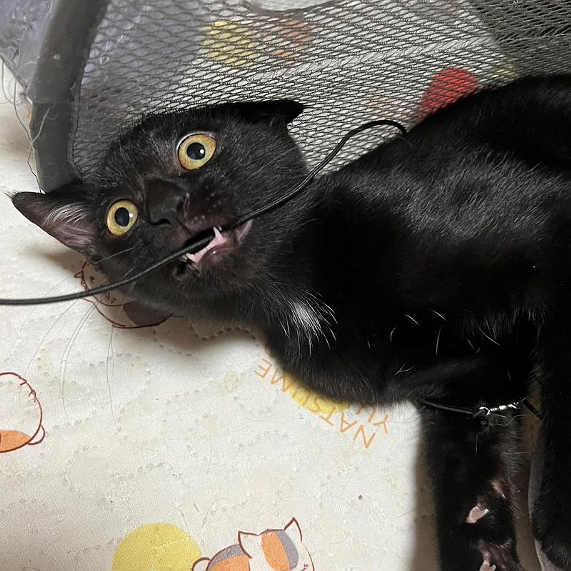 pet-image-3
