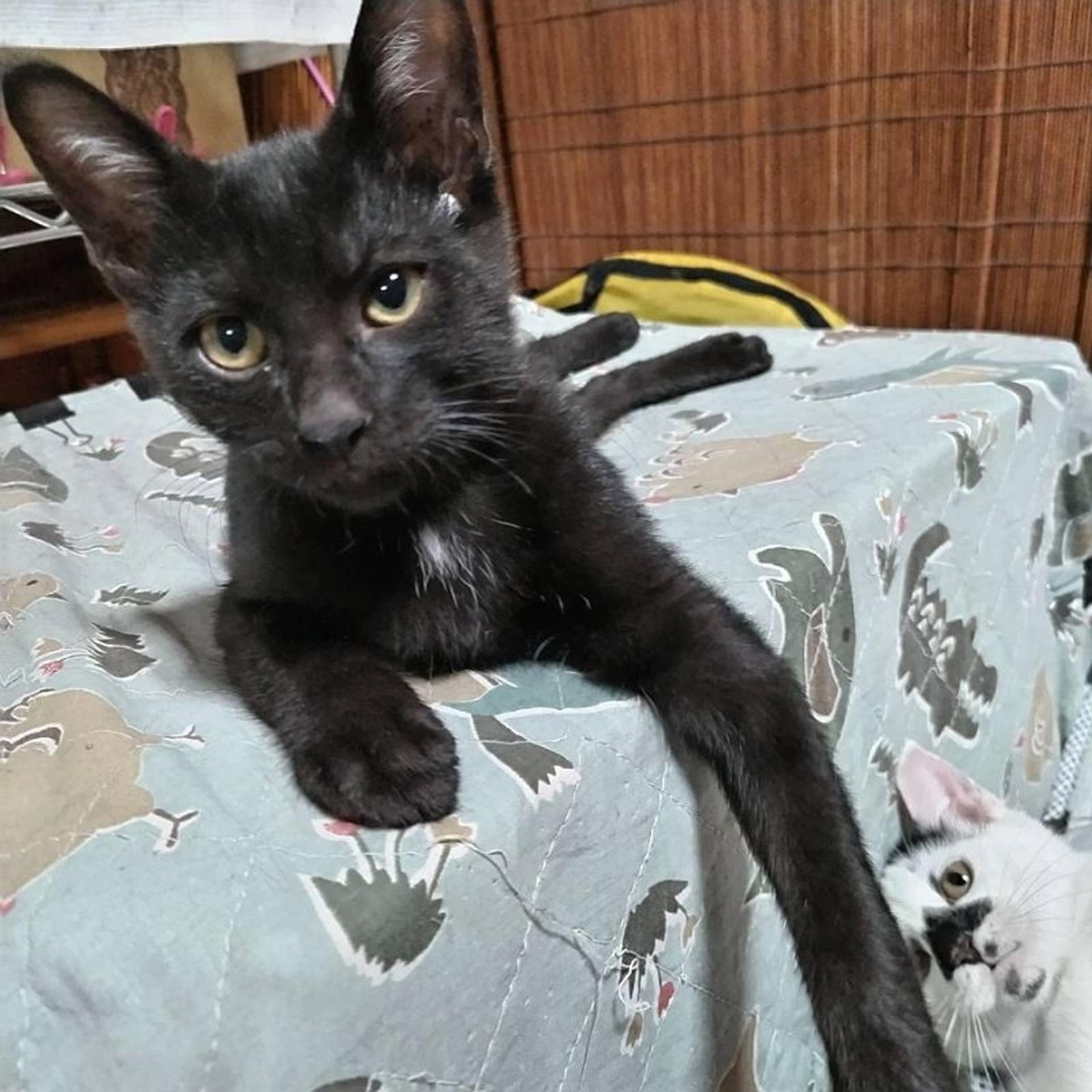 pet-image-4