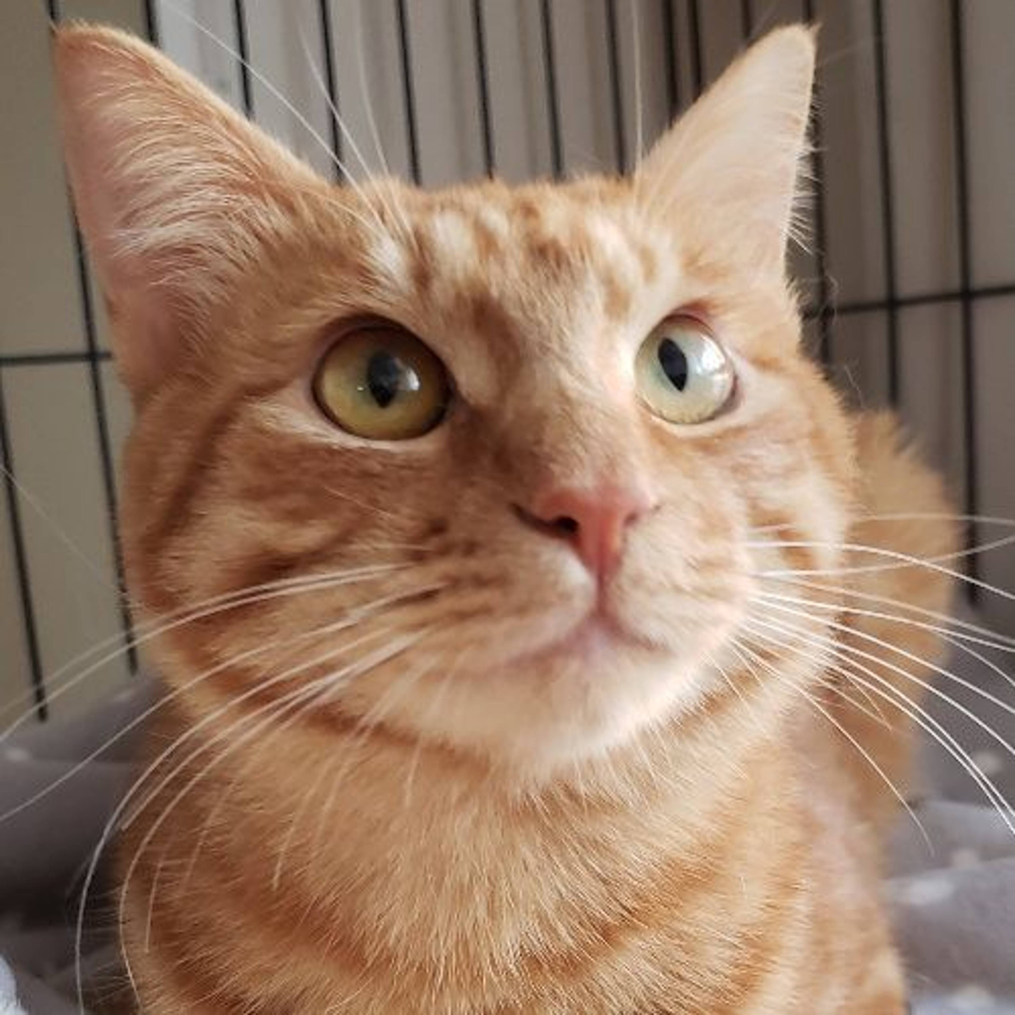 雑種（ミックス猫）・オスの里親募集の写真