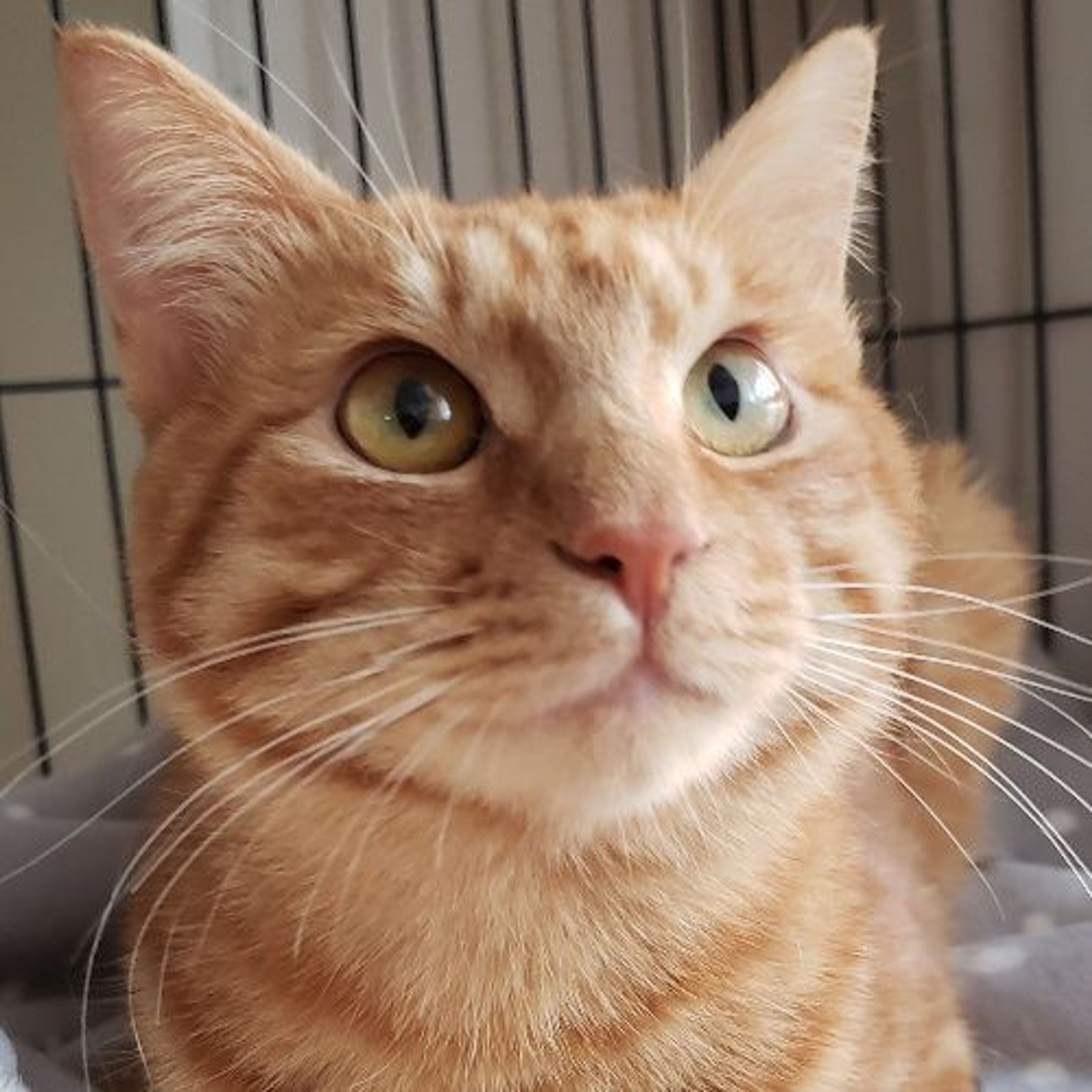 雑種（ミックス猫）・オスの里親募集の写真