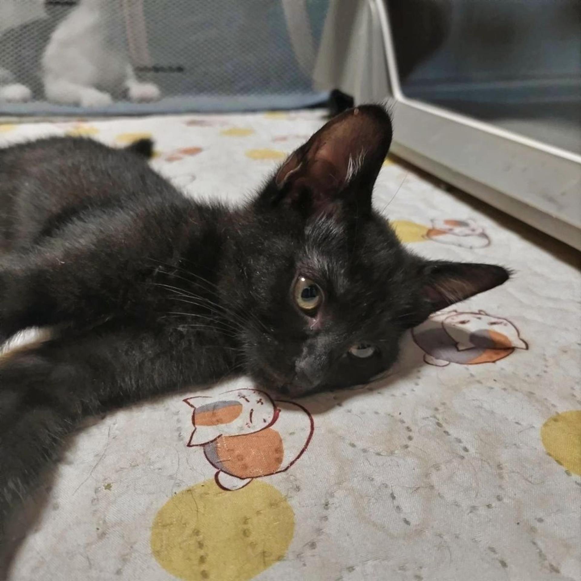 pet-image-2
