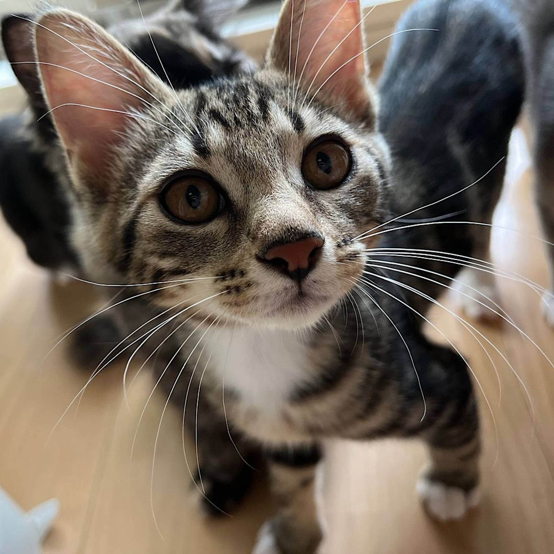 雑種（ミックス猫）・オスの里親募集の写真